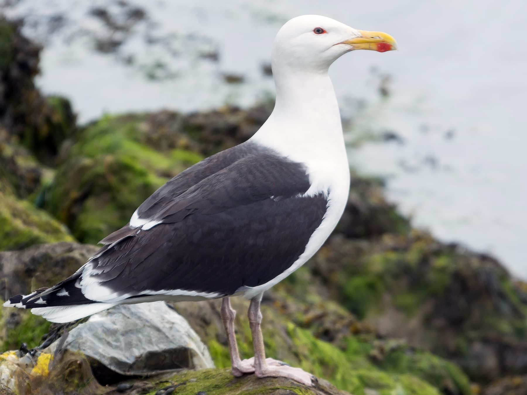 Adult Great Black-backed Gull