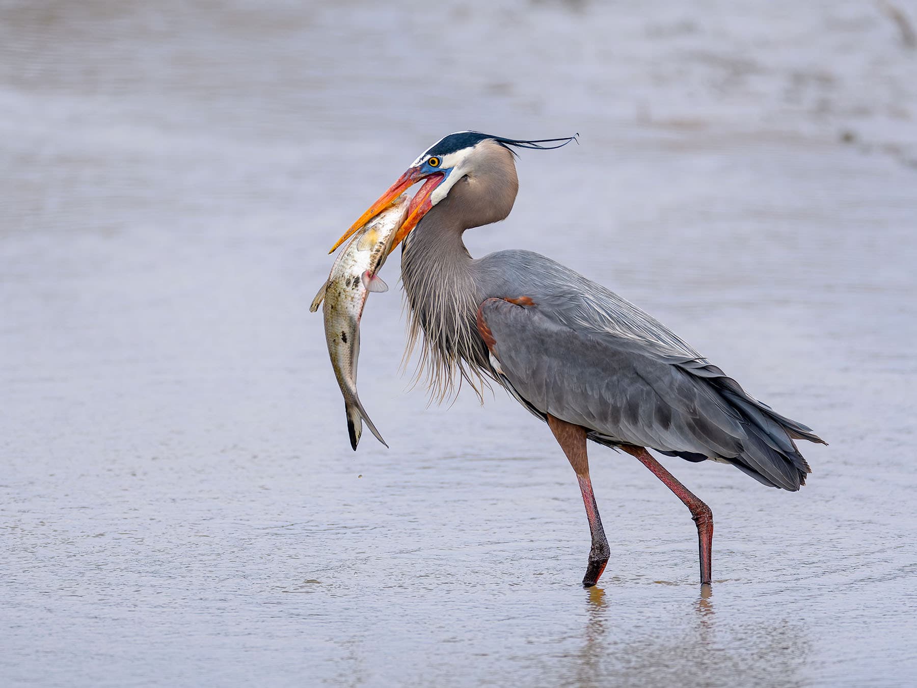 Great blue heron feeding