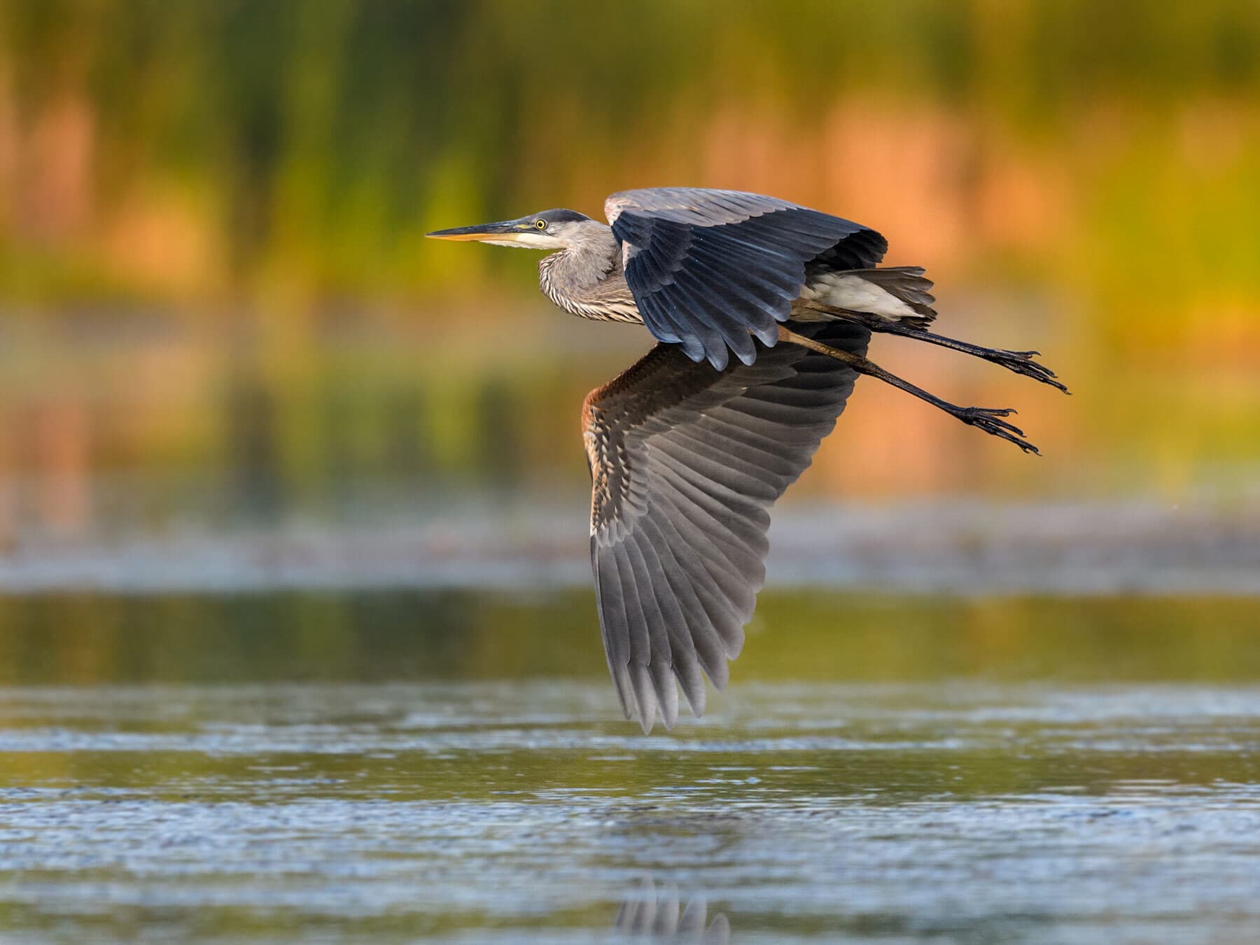Great blue heron migration
