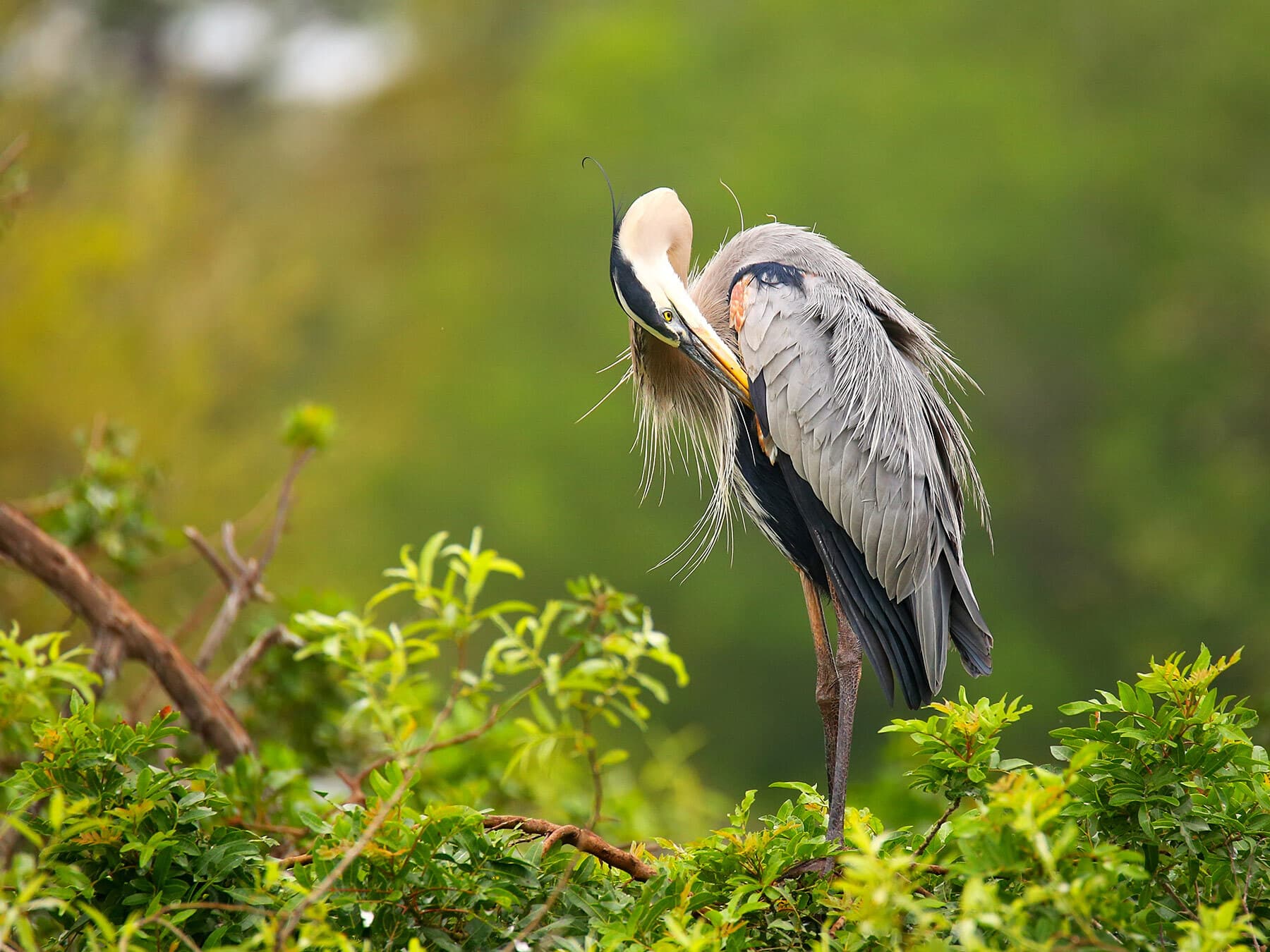 Great blue heron preening feathers