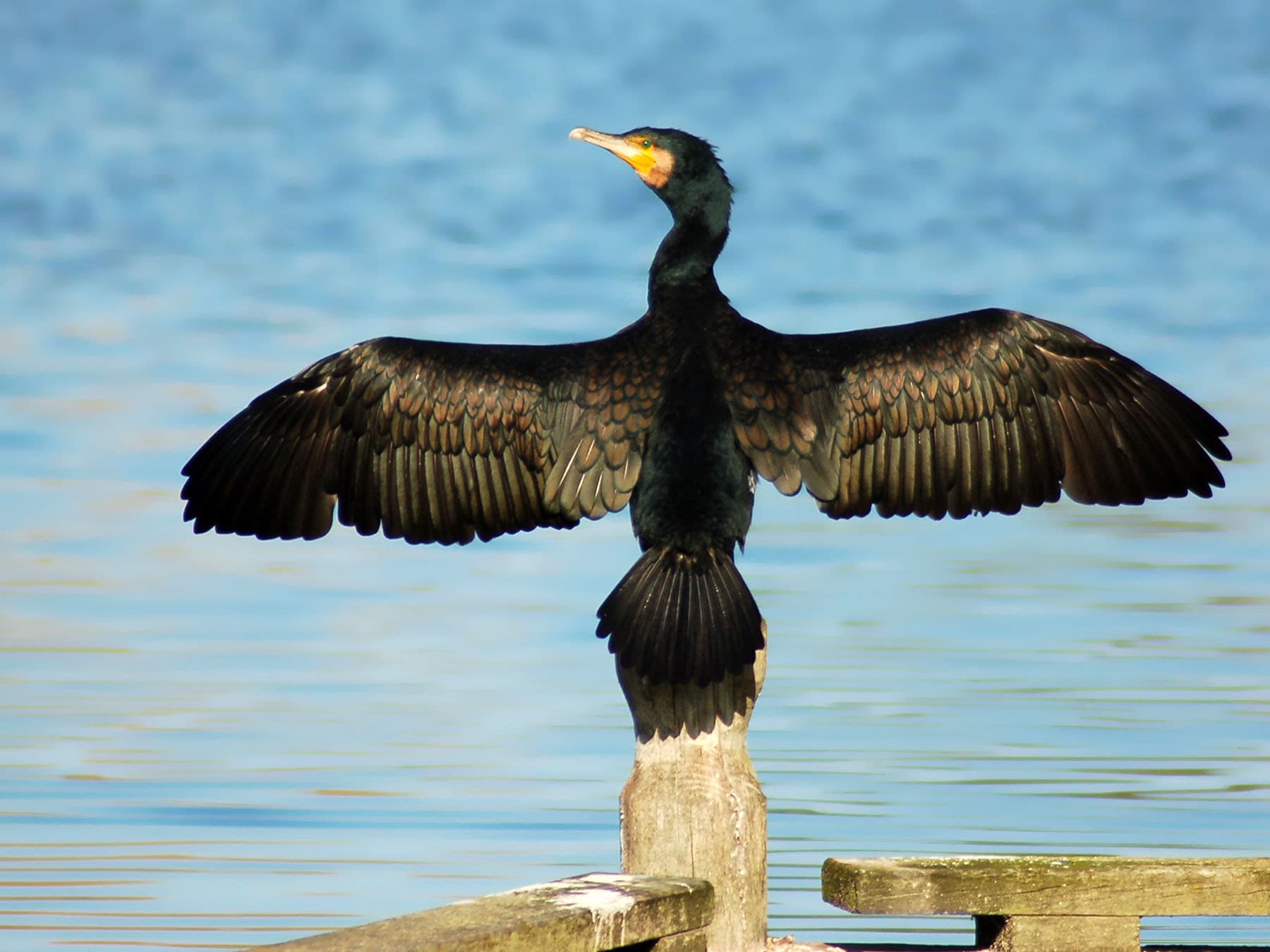 Great cormorant spreading wings