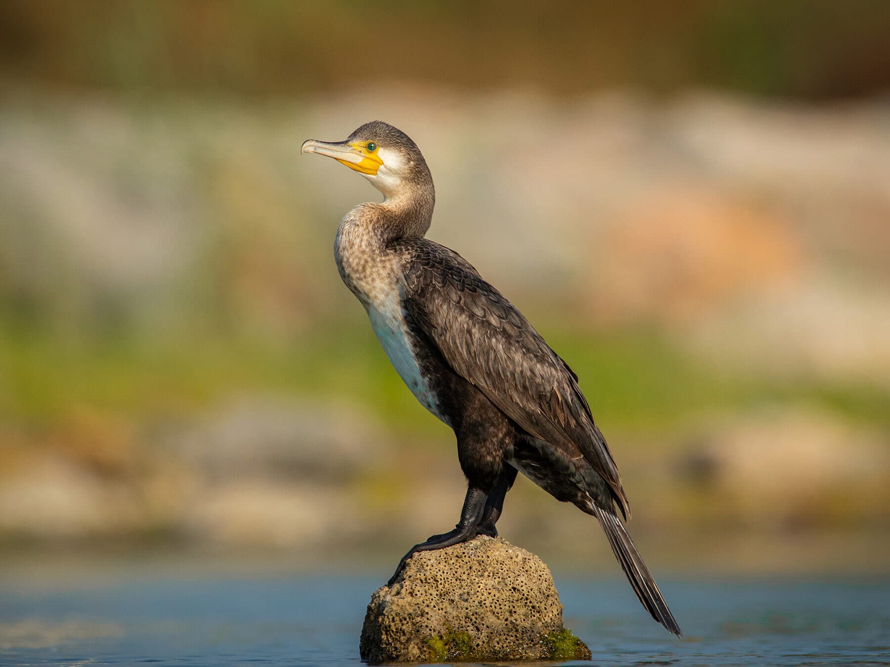 Great cormorant