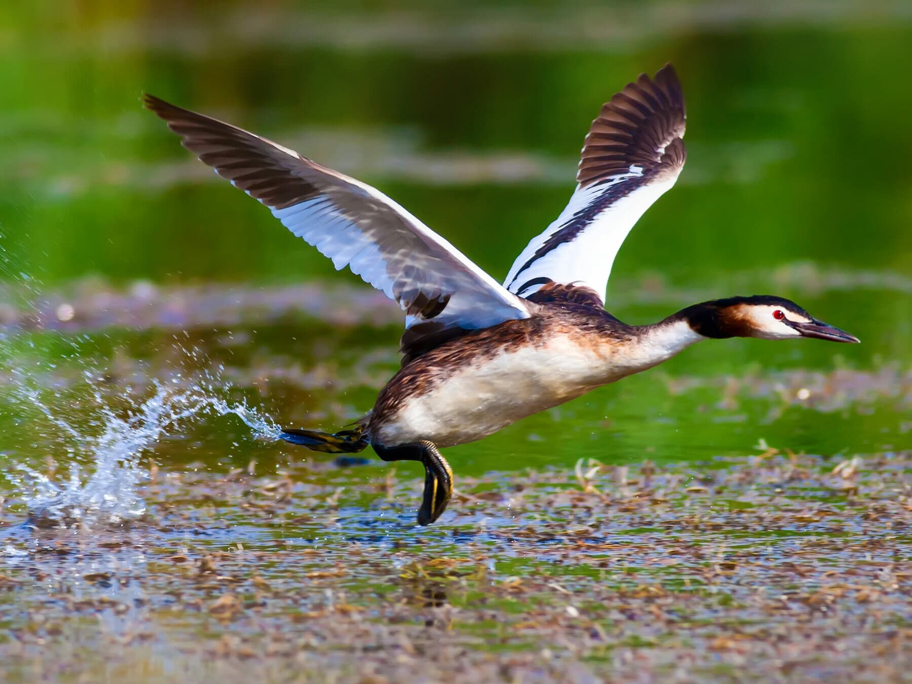 Great Crested Grebe taking off from water