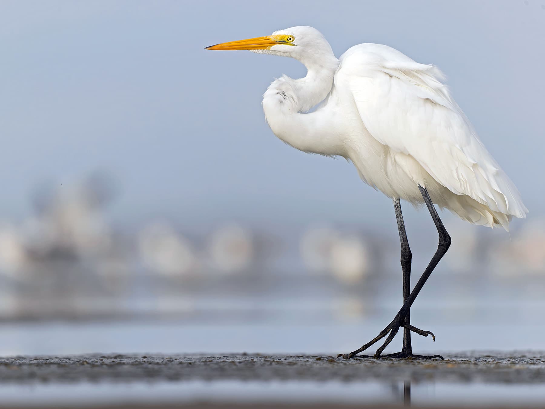 Great White Egret