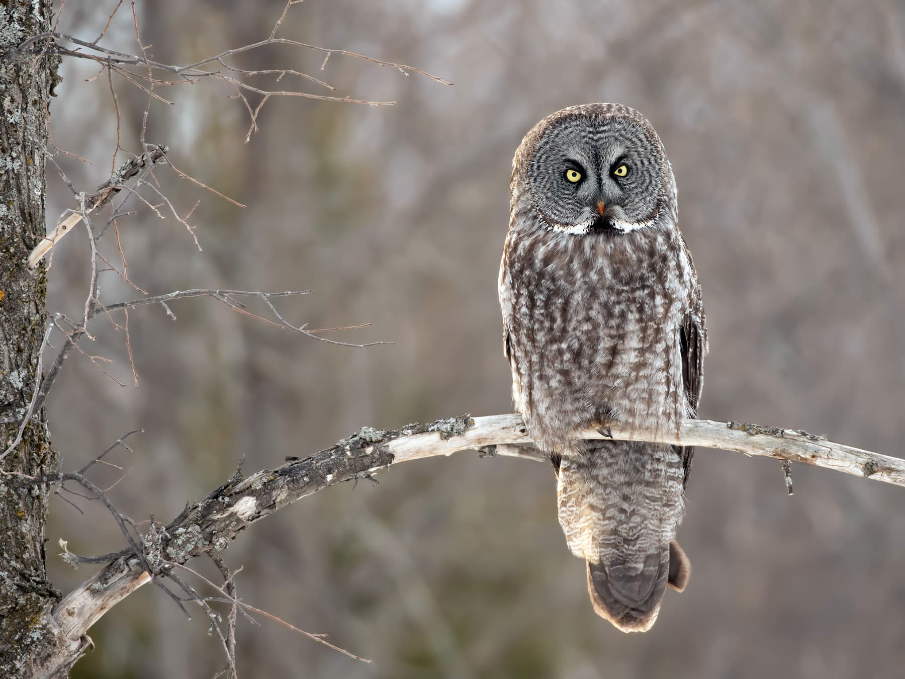 Great Grey Owl