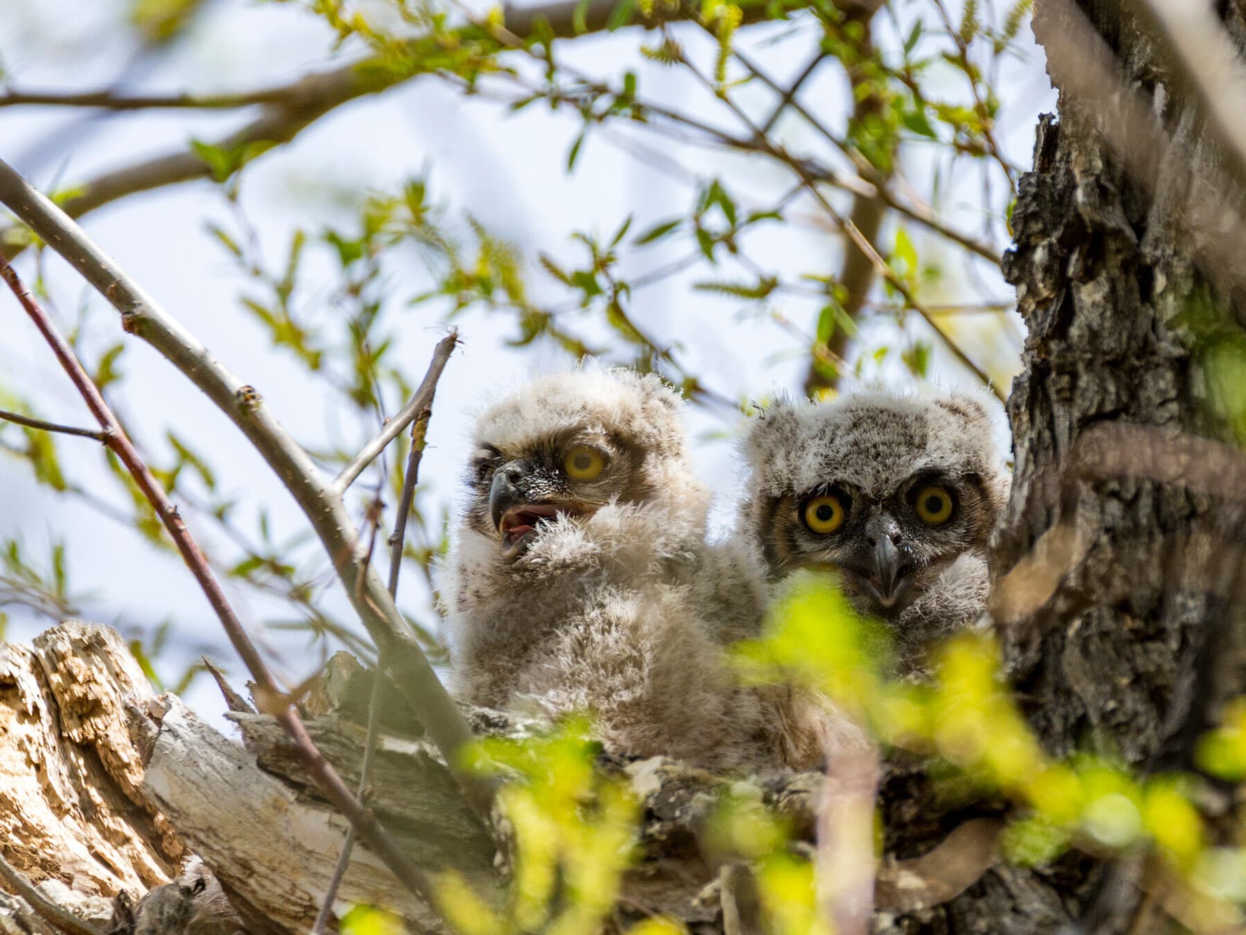 Great horned owl chicks in nest