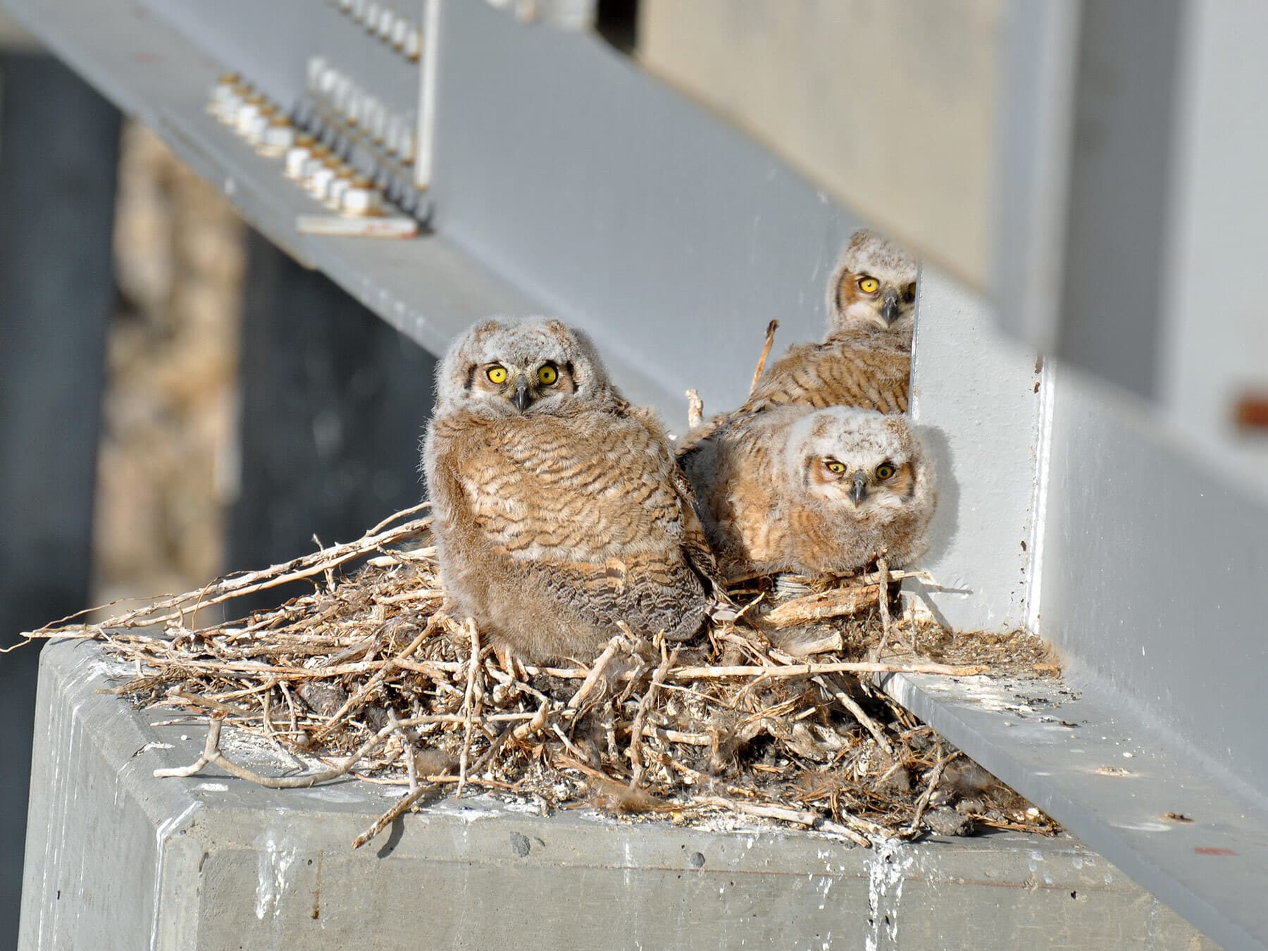 Great horned owl chicks
