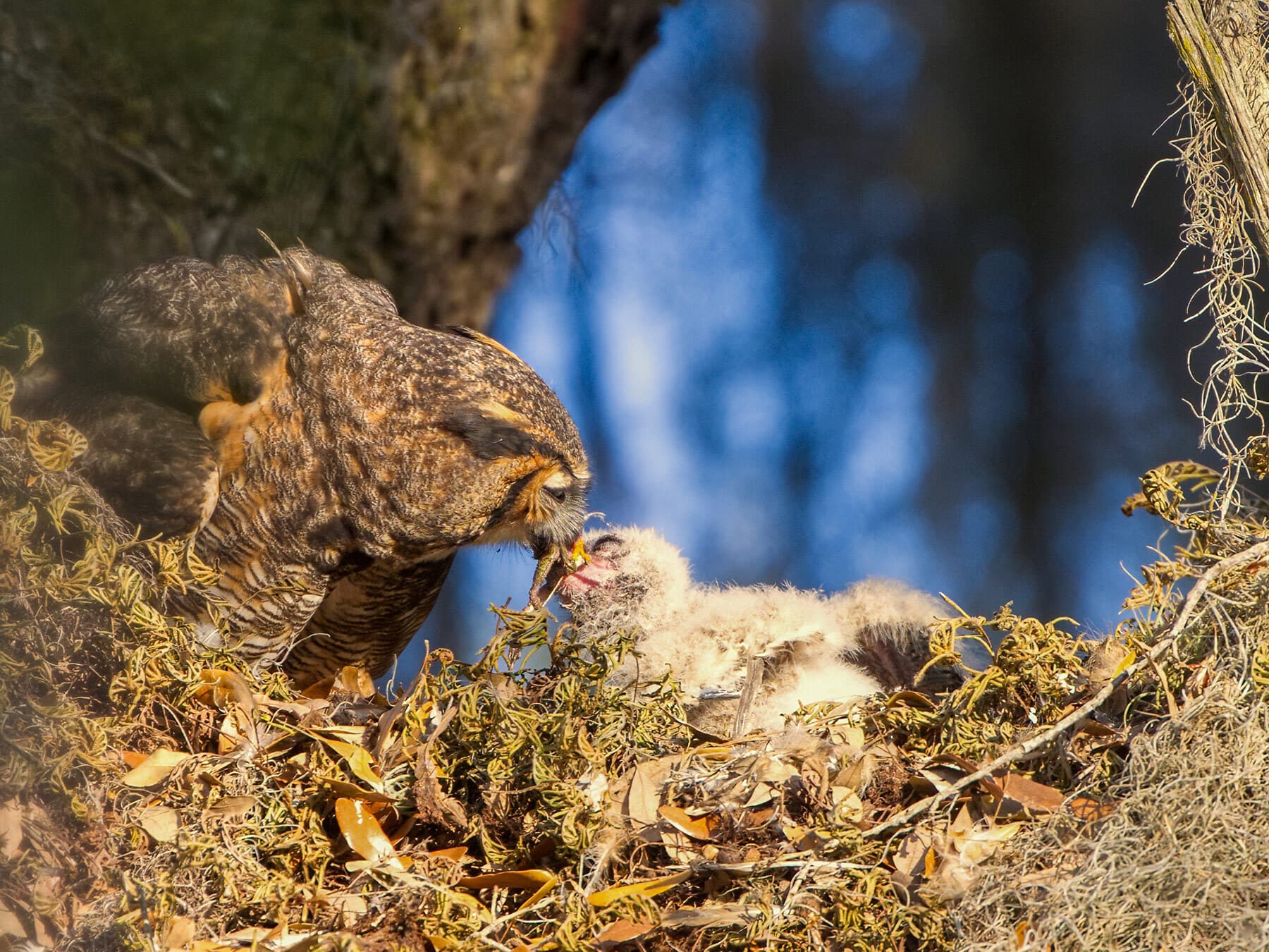 Great horned owl feeding chick