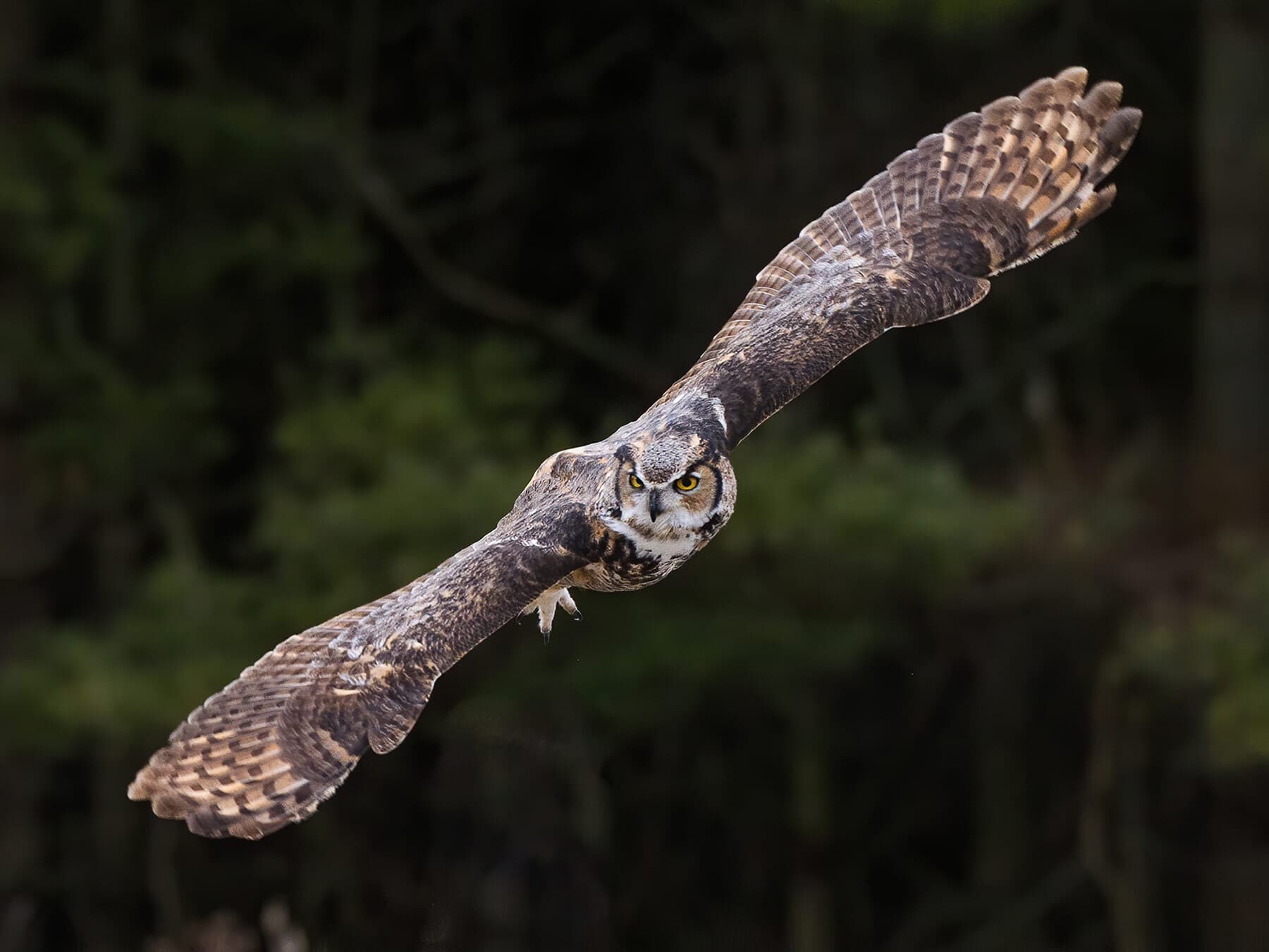 Great horned owl in flight