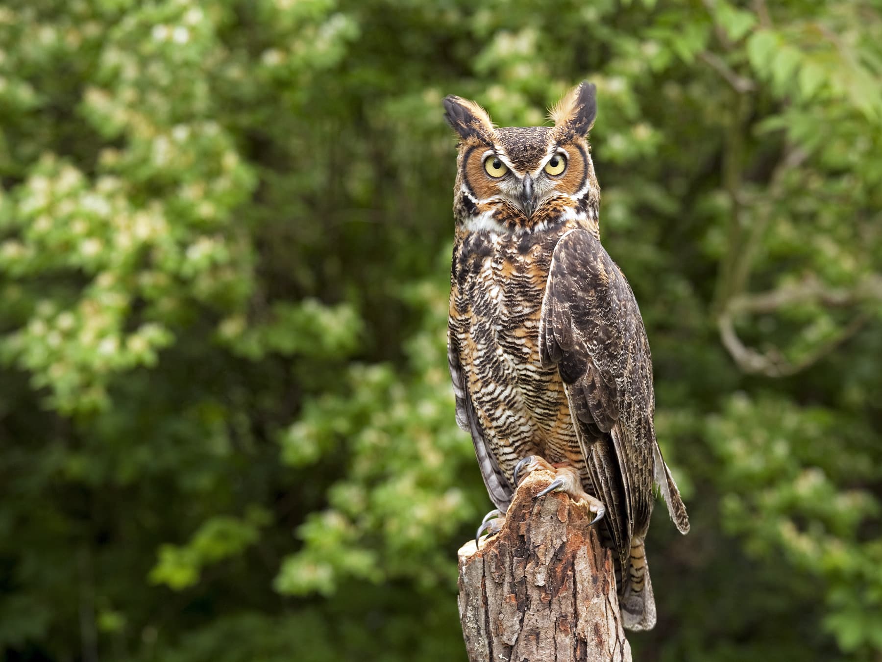 Great Horned Owl perched on a tree stump
