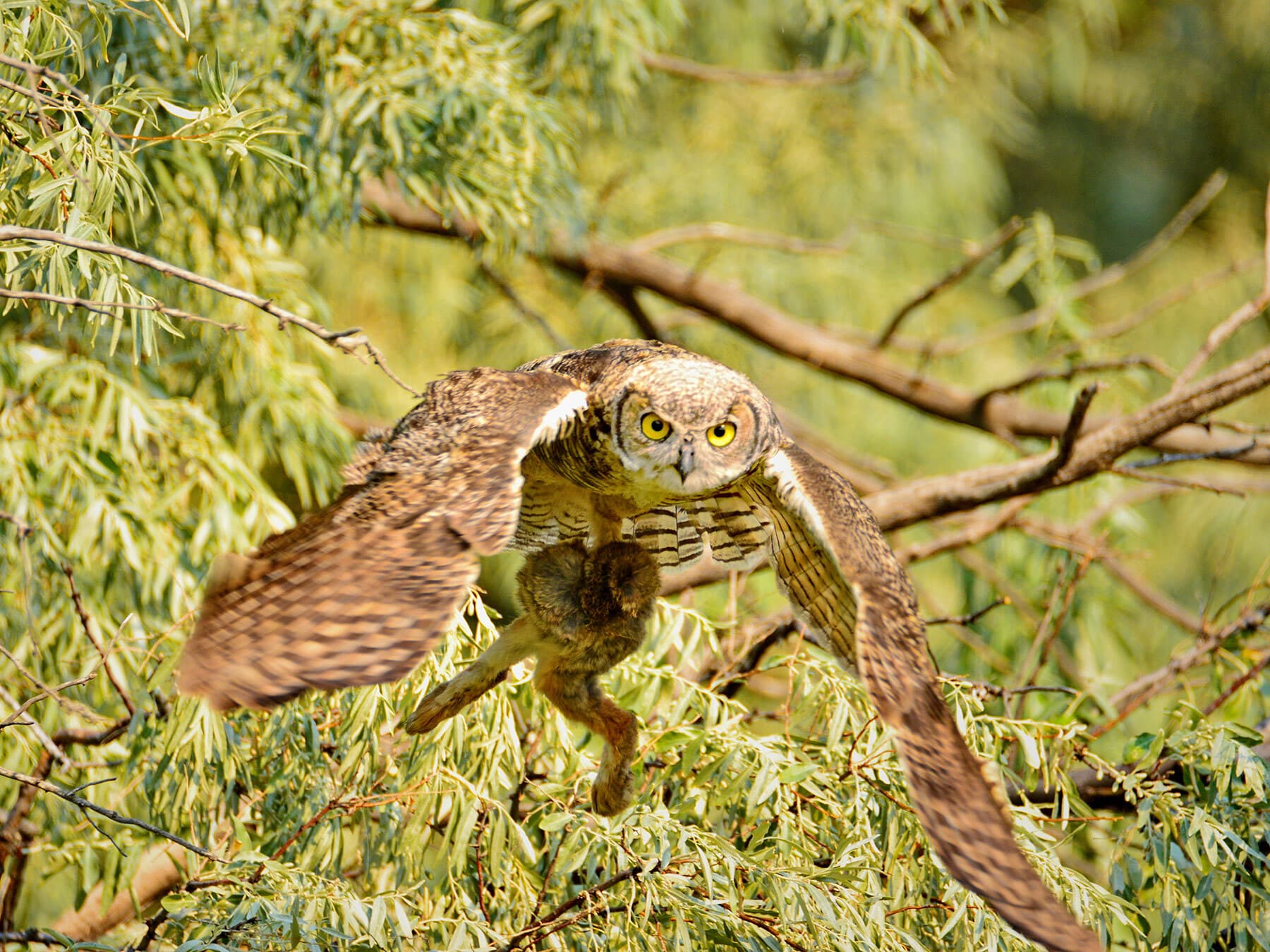 Great horned owl with rabbit