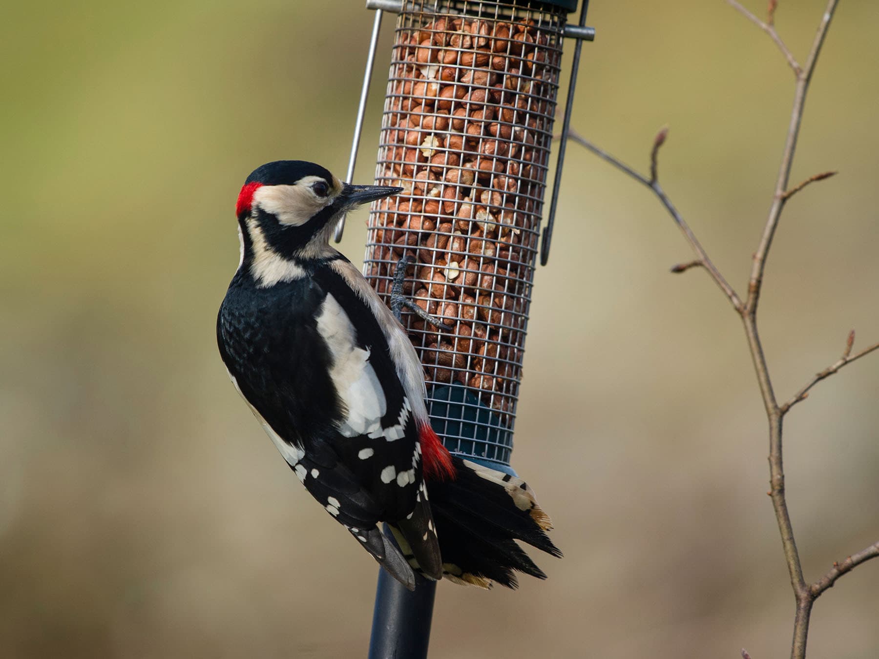 Great spotted woodpecker at feeder