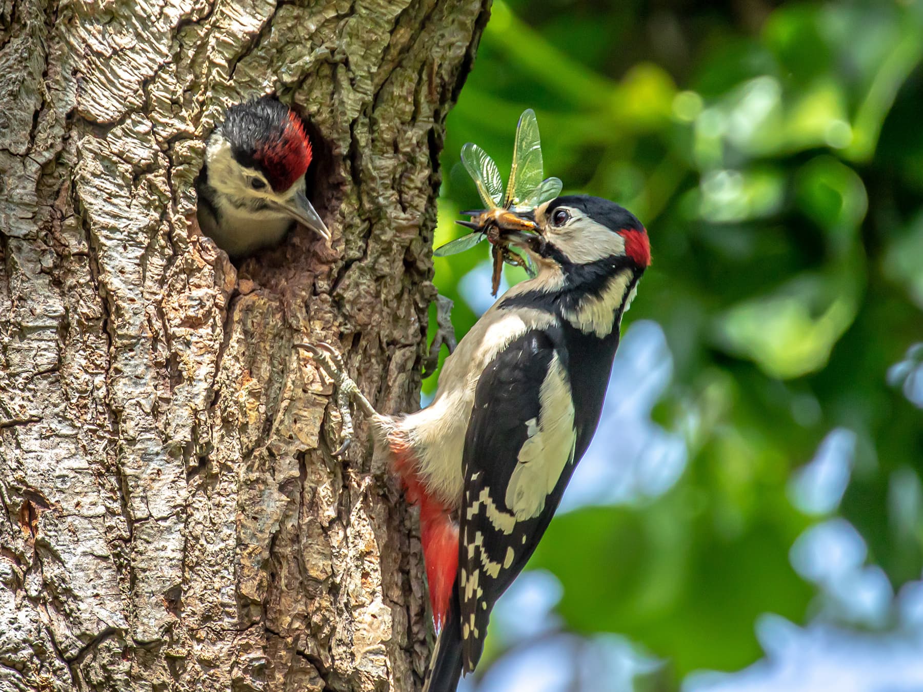 Great spotted woodpecker feeding young at nest hole