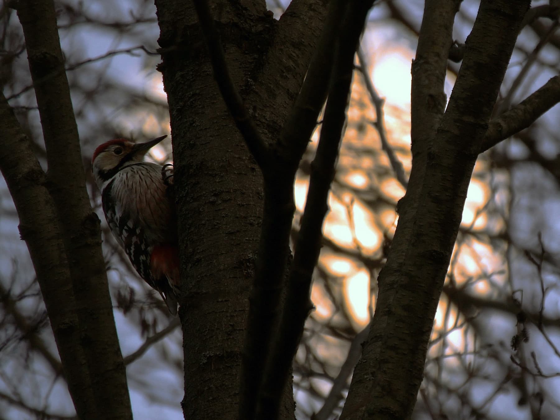 Great spotted woodpecker in moonlight