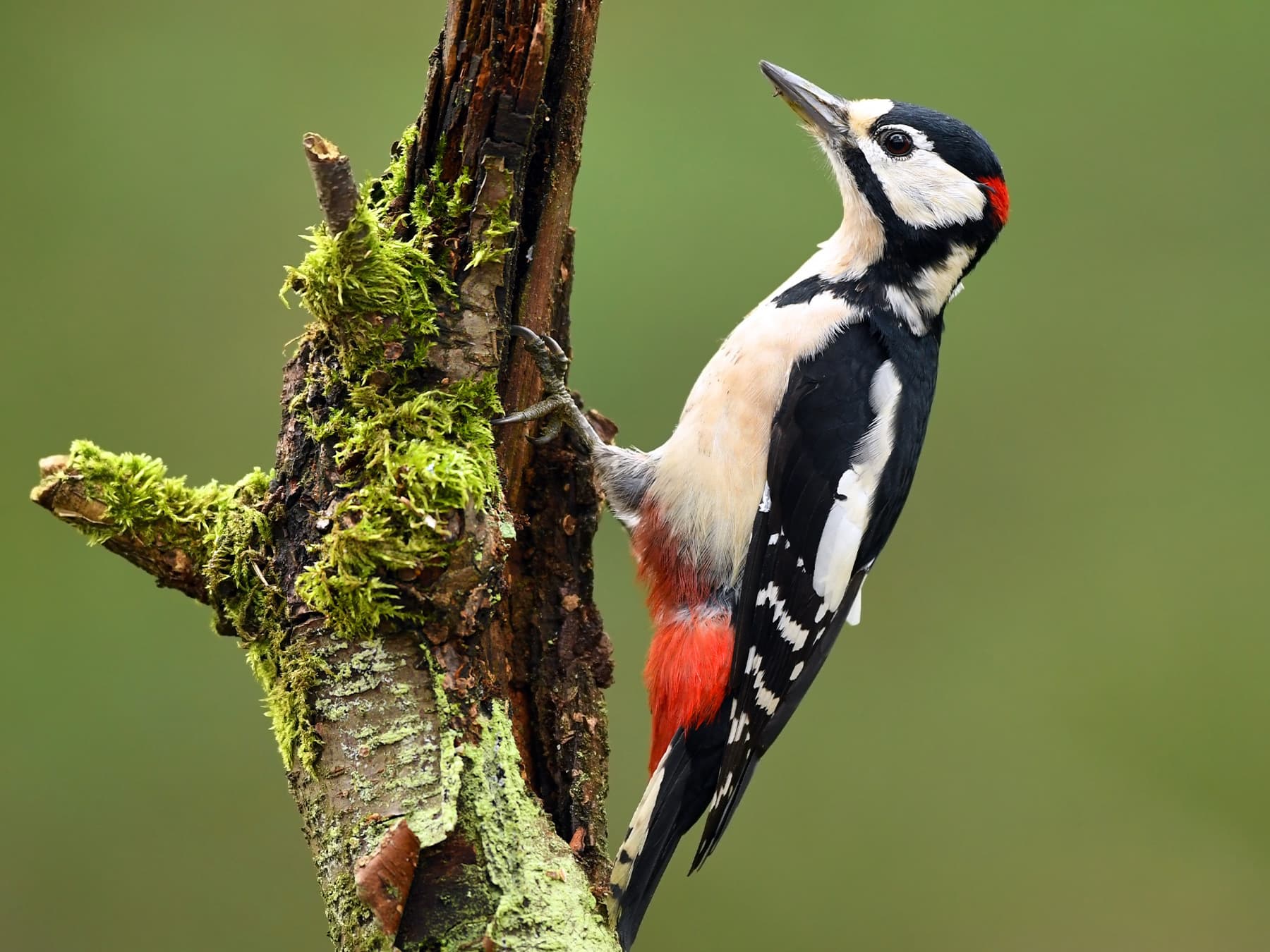 Great Spotted Woodpecker Male