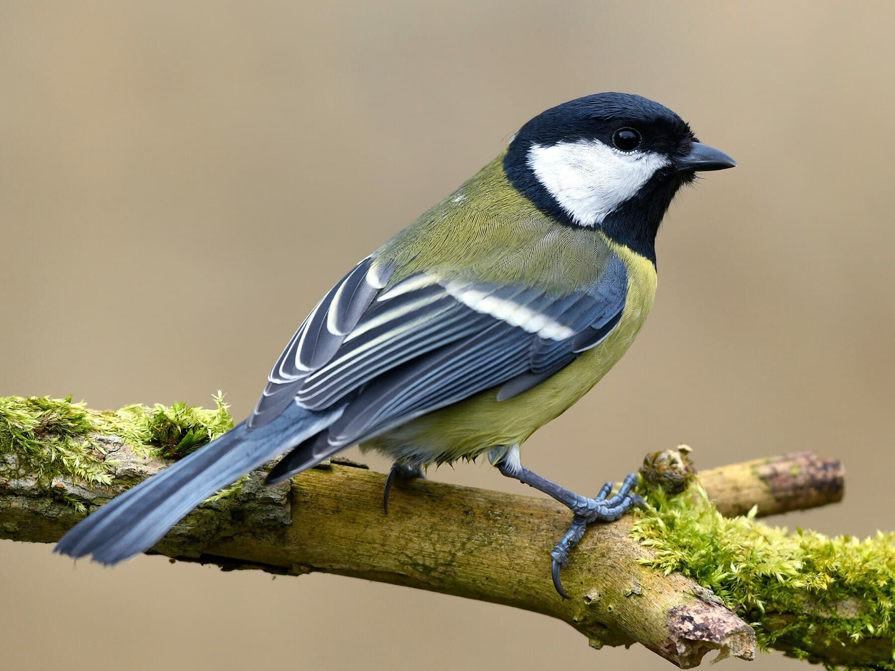 A Great Tit: green back, blue-grey wings with one white wing bar, and white cheeks inside a black head