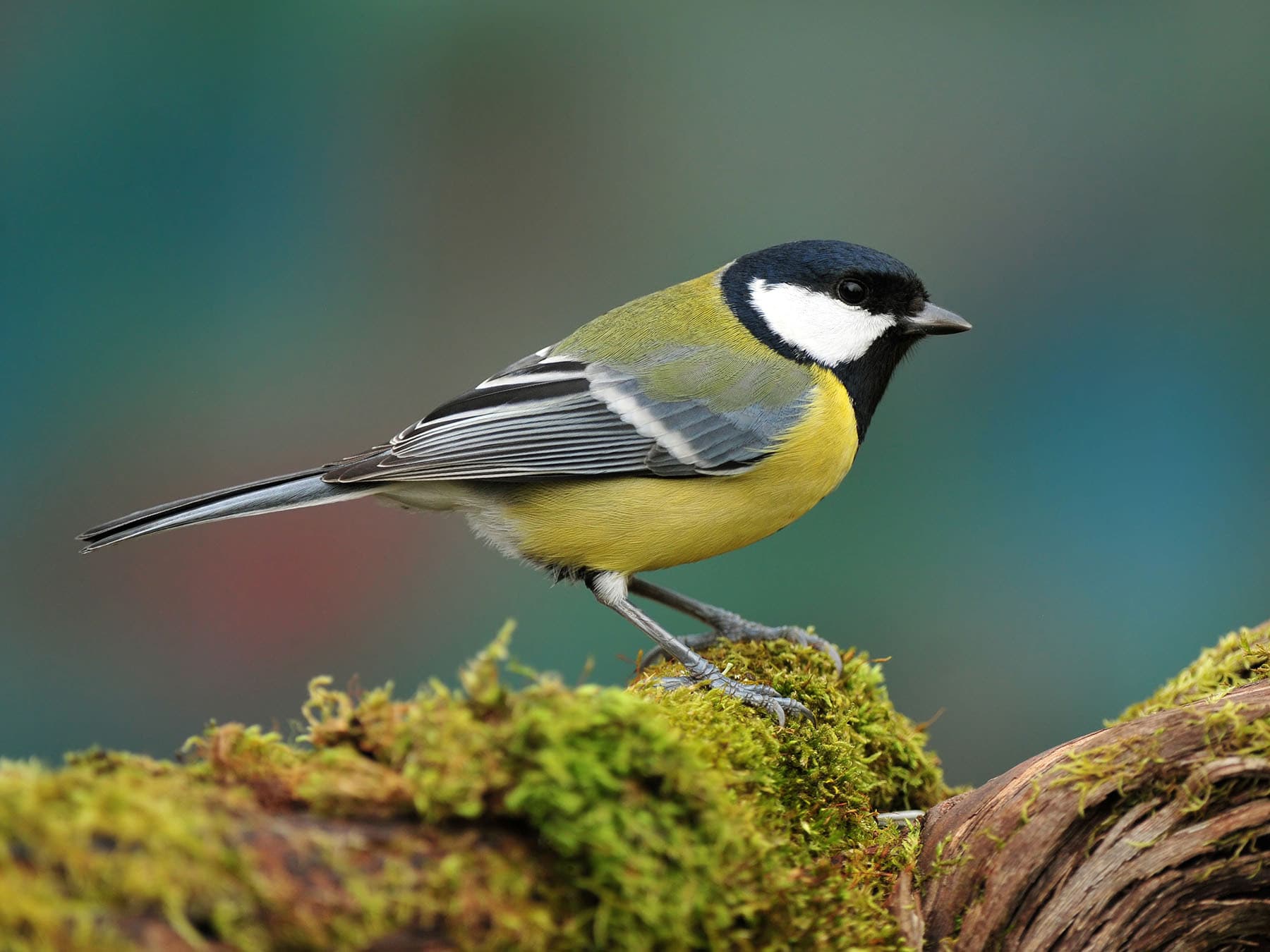Great tit perched