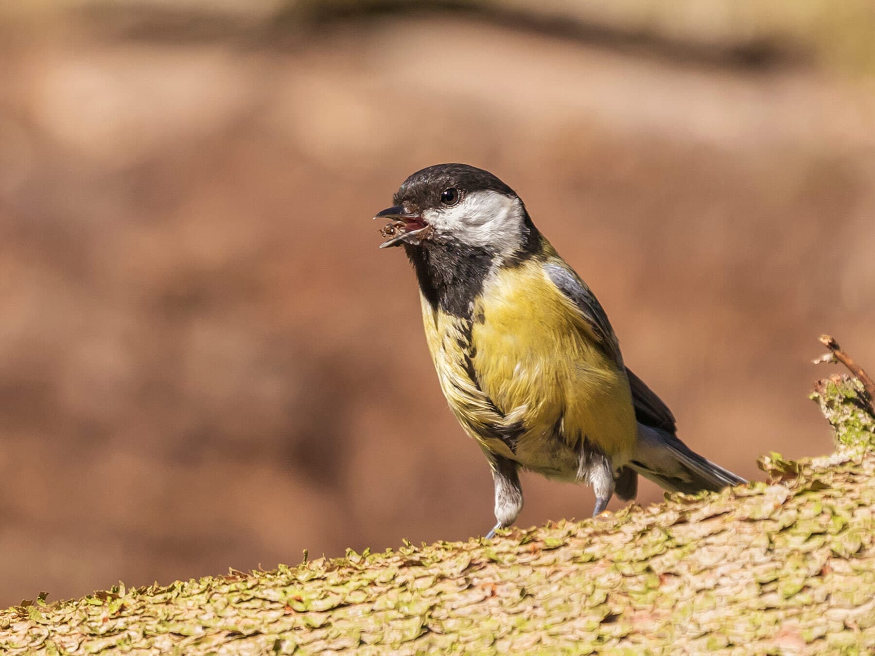Great tit with ant