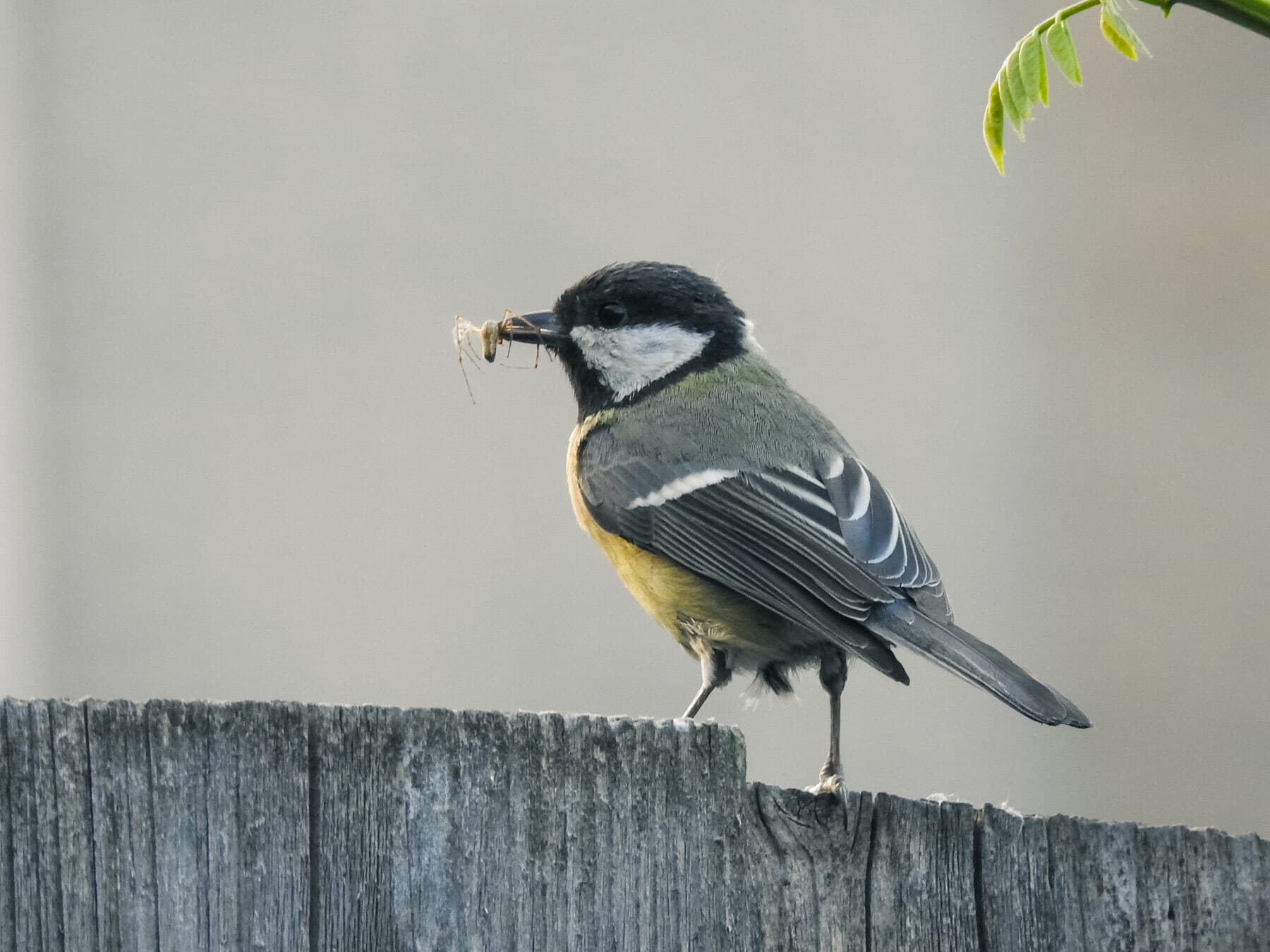 Great tit with spider