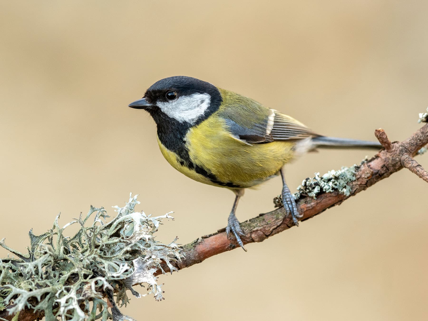 A Great Tit: black cap and big white cheeks