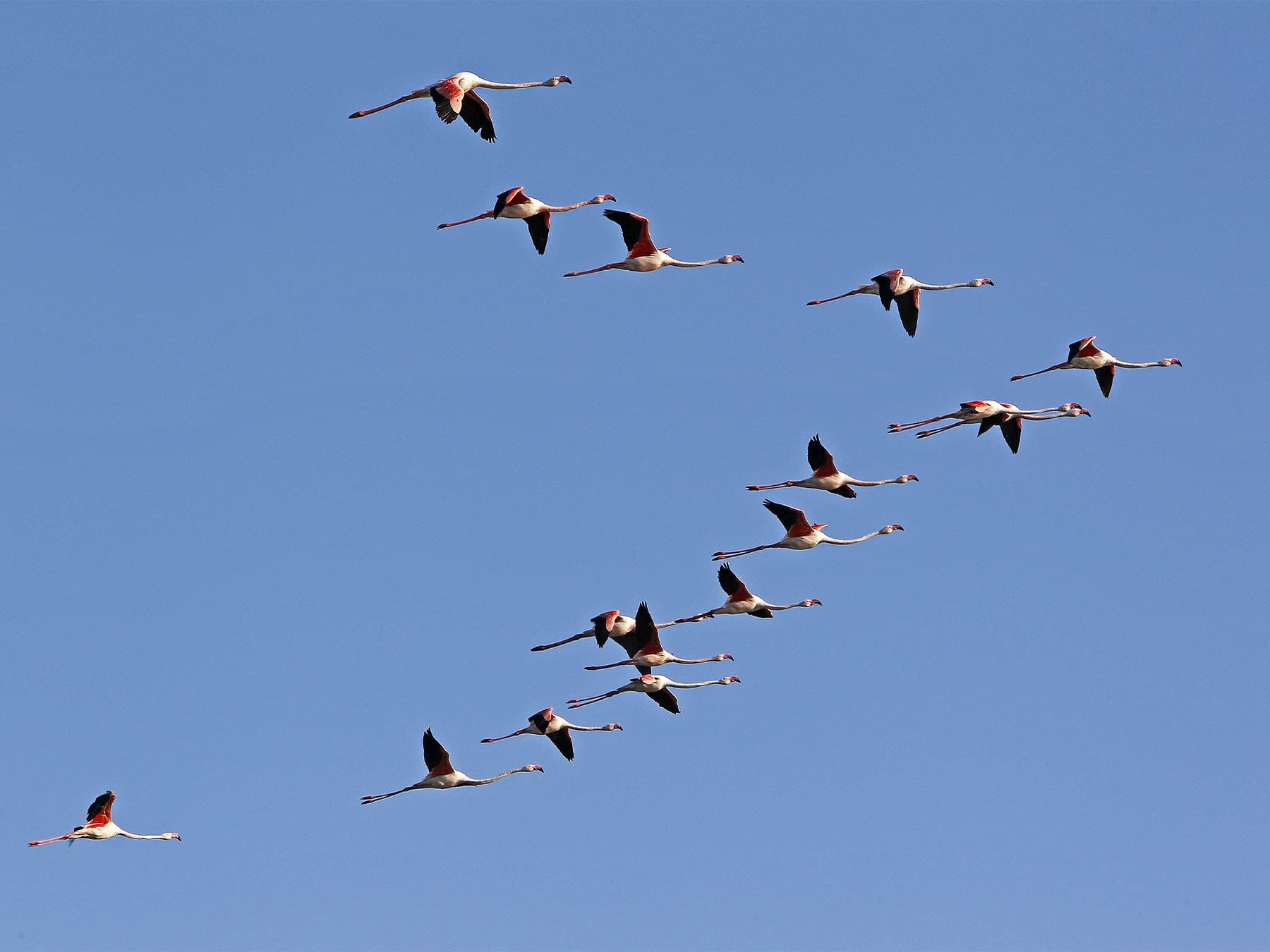 Greater flamingo flock flying v formation