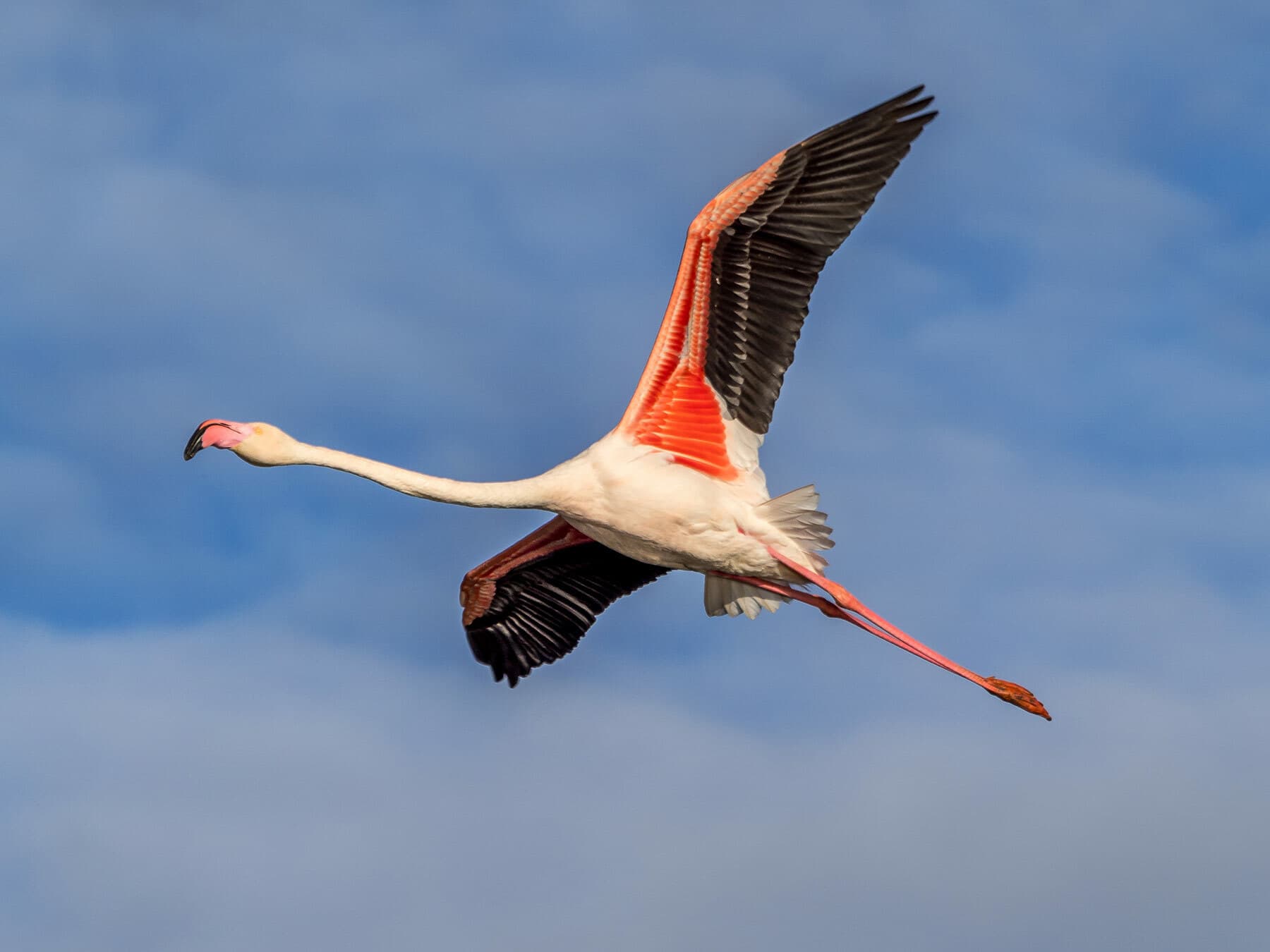 Instantly recognisable greater flamingo in flight