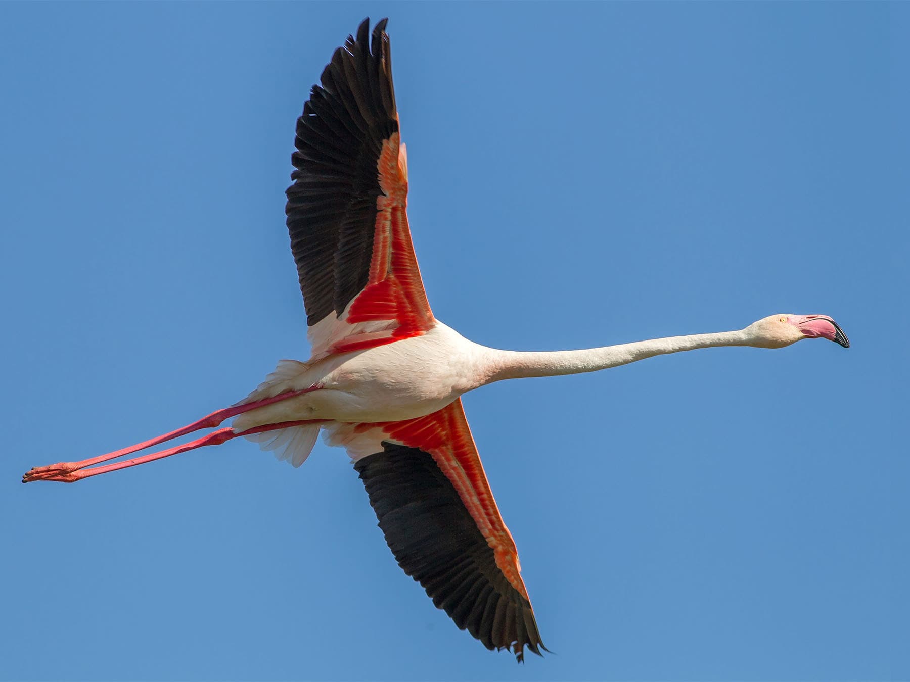 Greater flamingo in flight blue sky