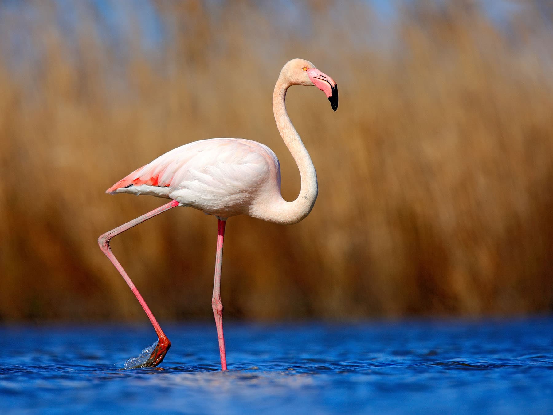 Greater flamingowading in water