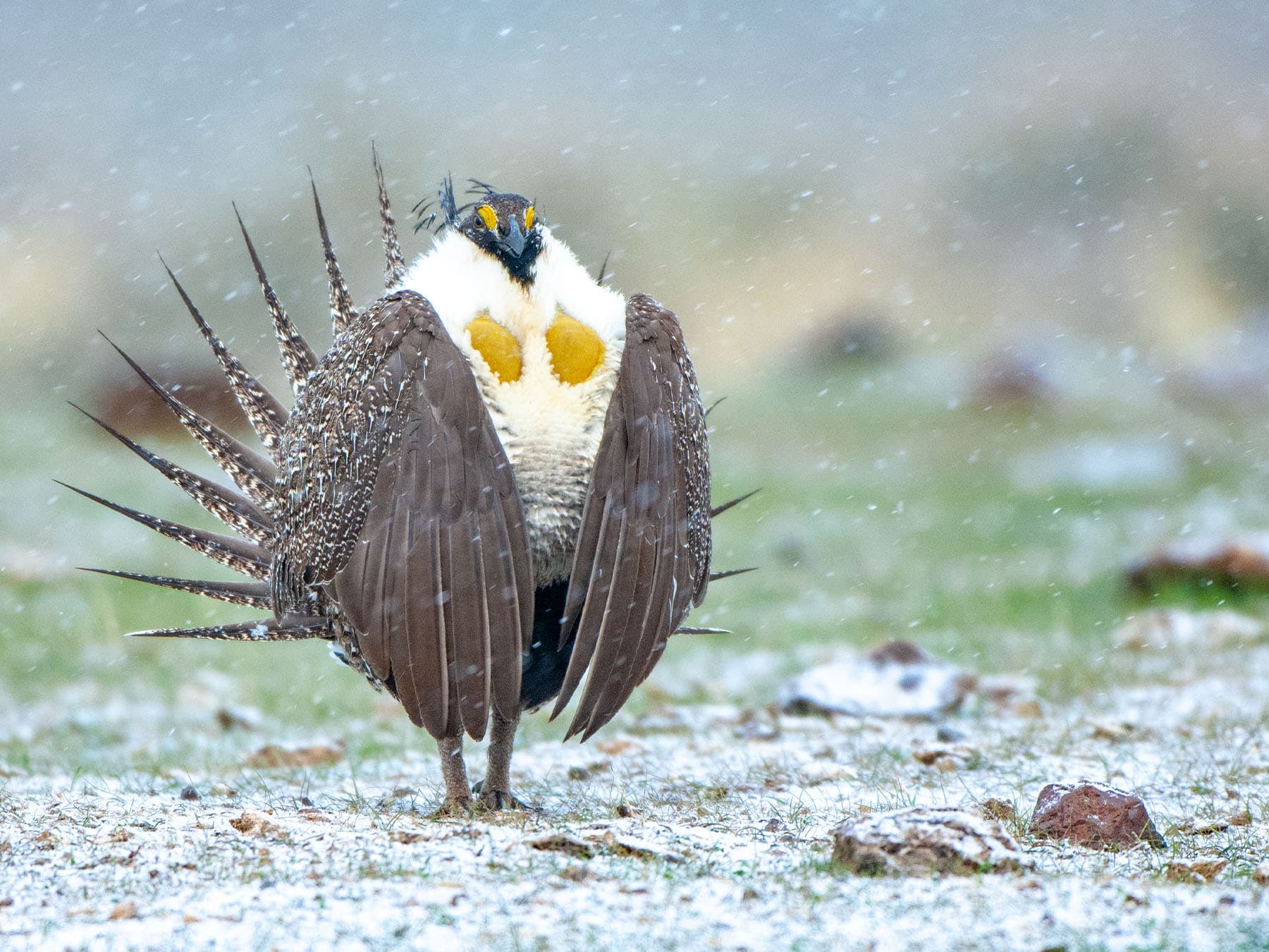 Greater sage grouse lekking