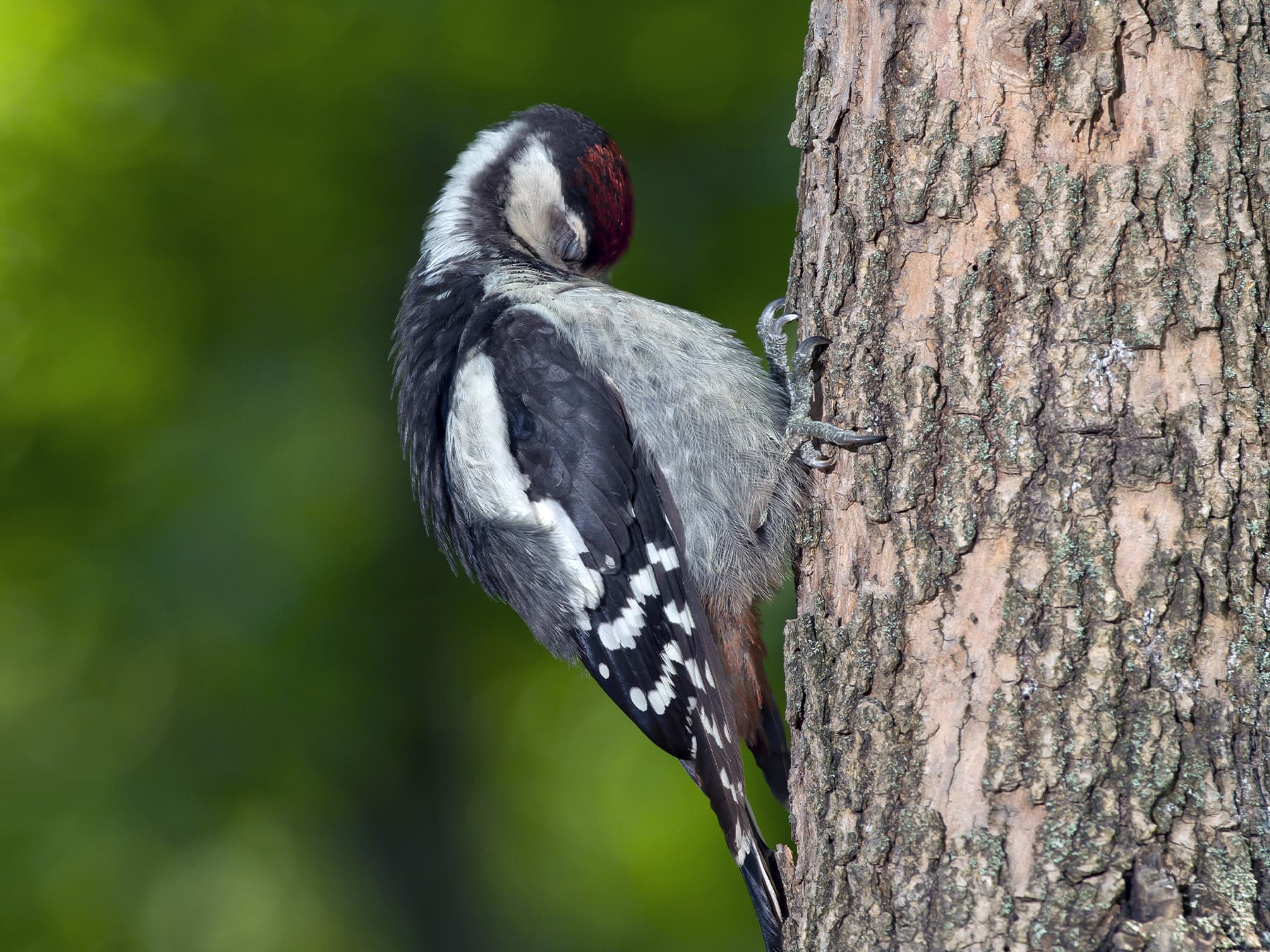 Greater spotted woodpecker roosting on tree barrel