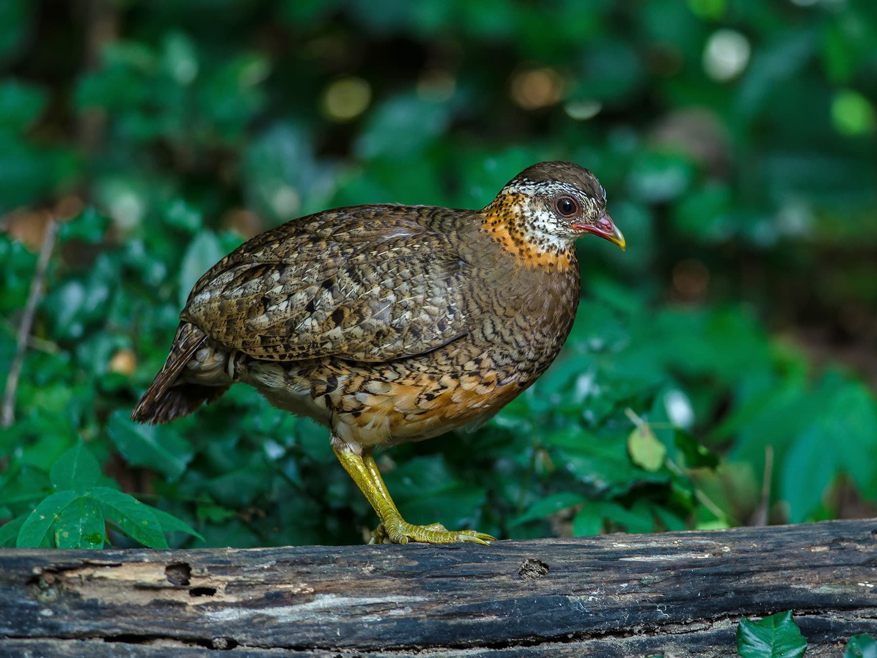 Green-legged Partridge