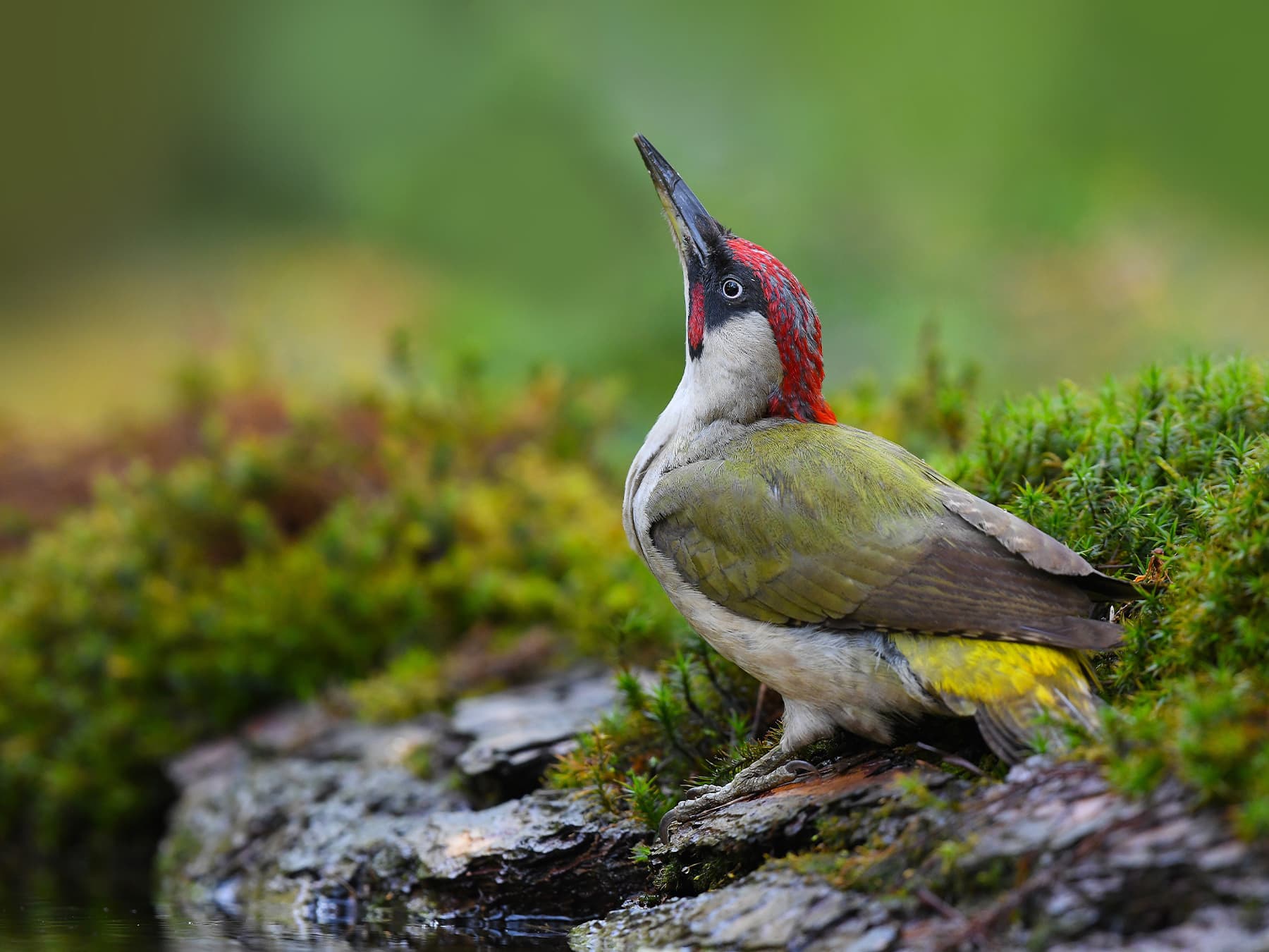 Green woodpecker drinking from a pond