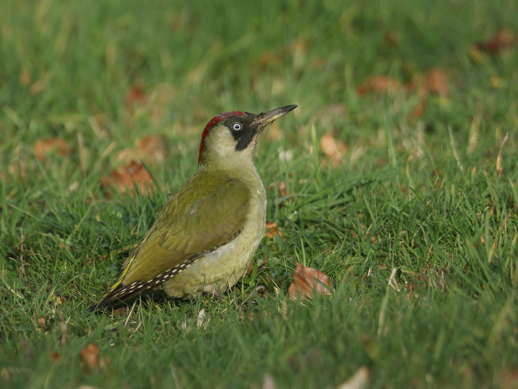 Green woodpecker foraging