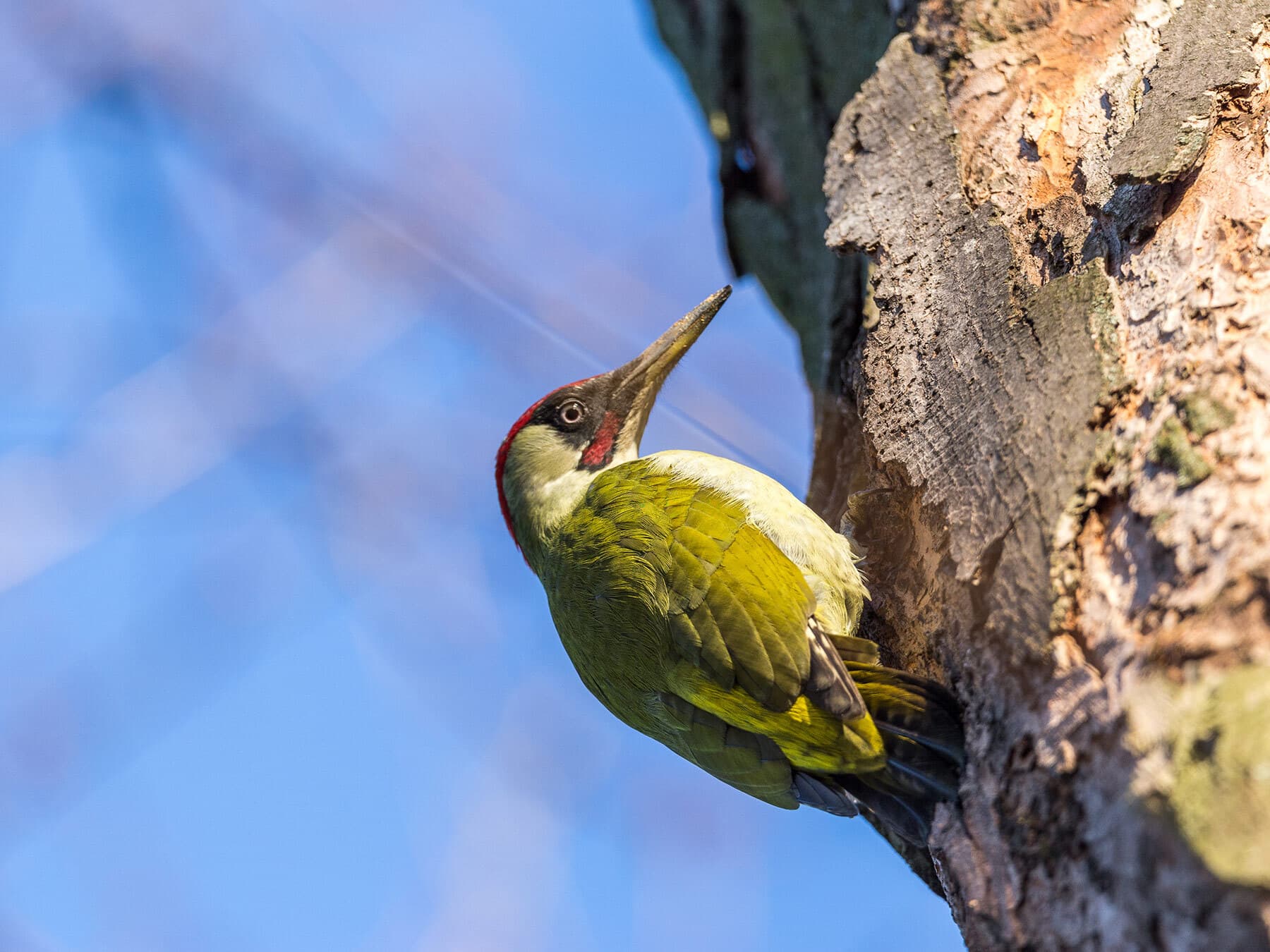 Green woodpecker up tree