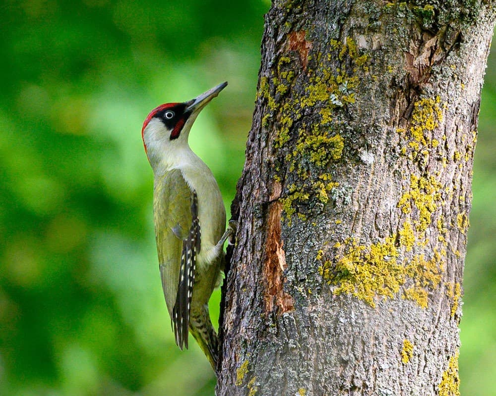 European Green Woodpecker