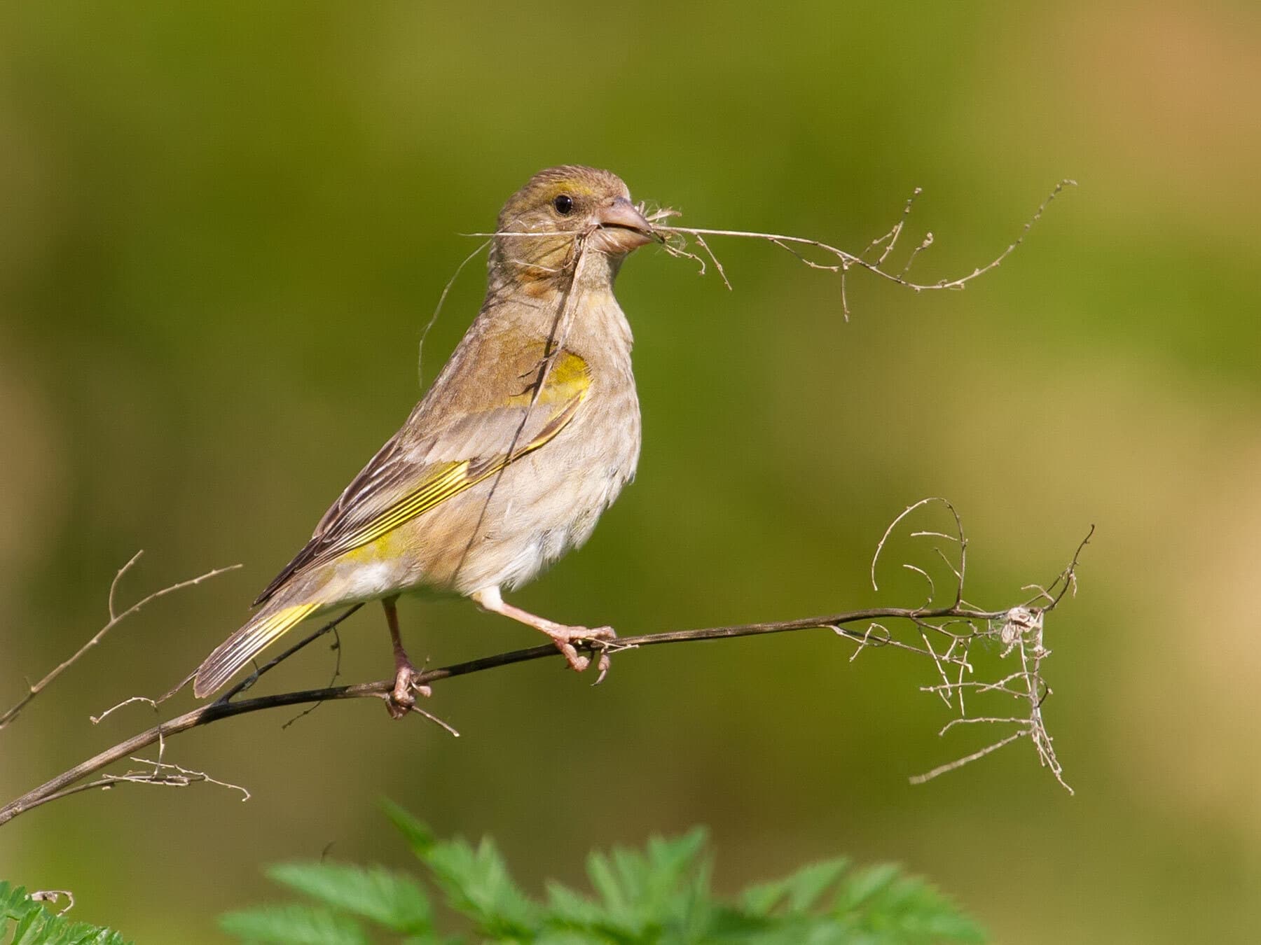 Greenfinch gathering nesting material