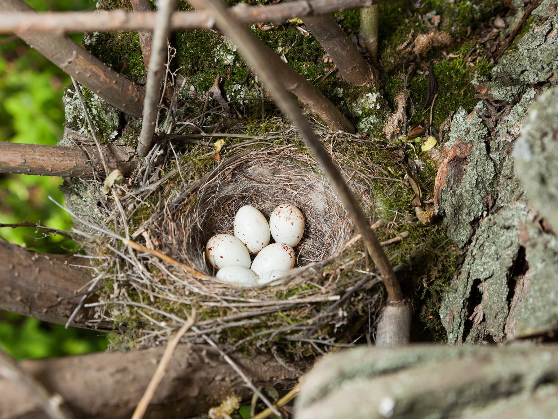 Greenfinch nest with eggs