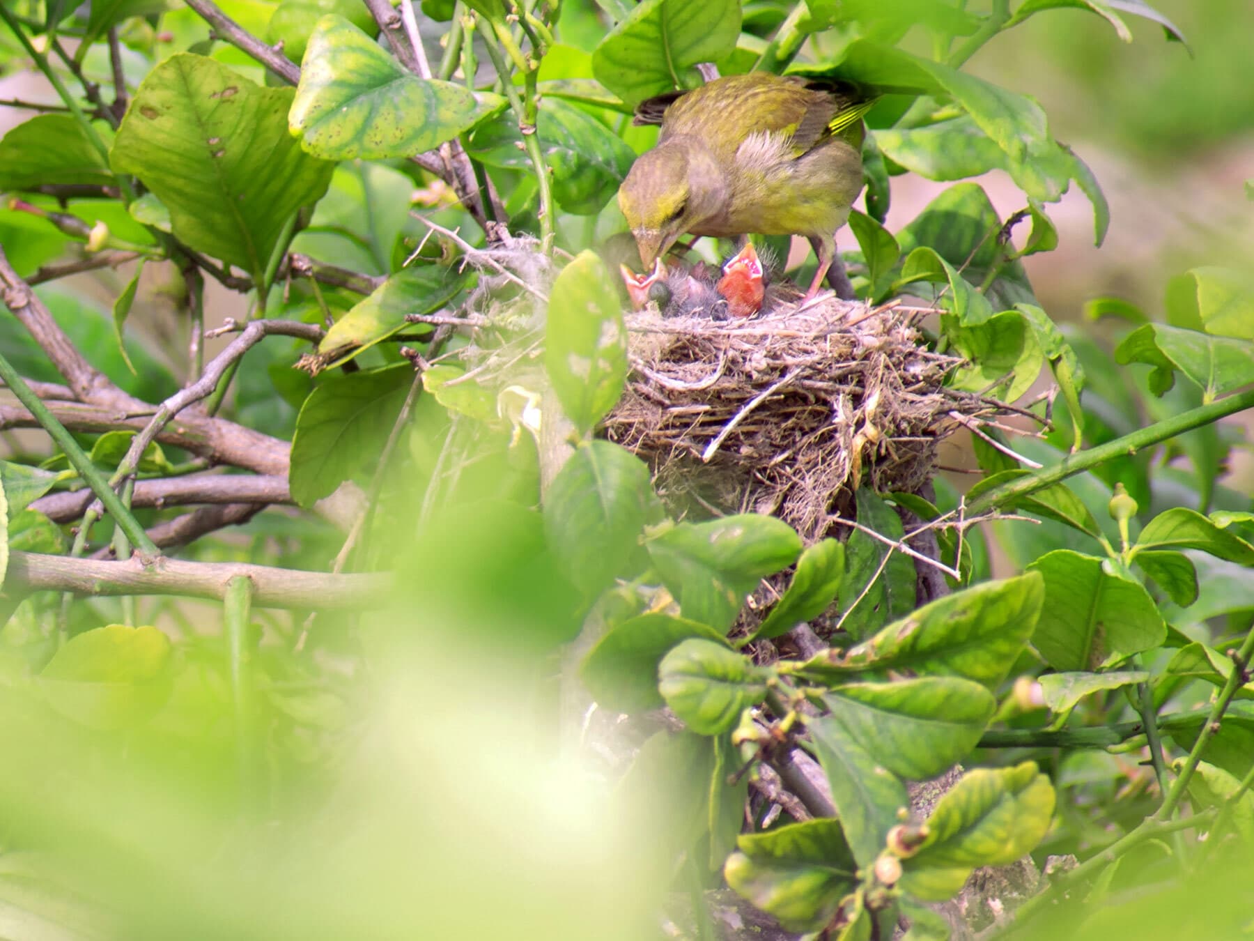 Greenfinch nest