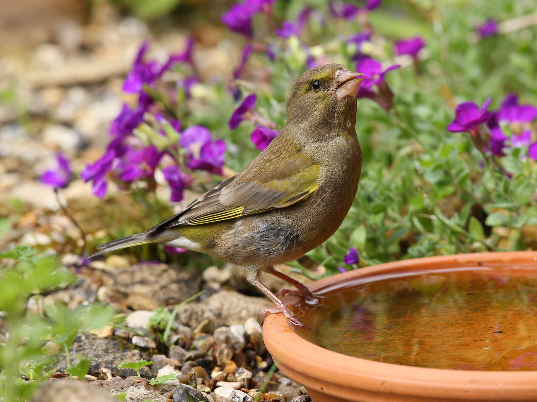 Greenfinch water