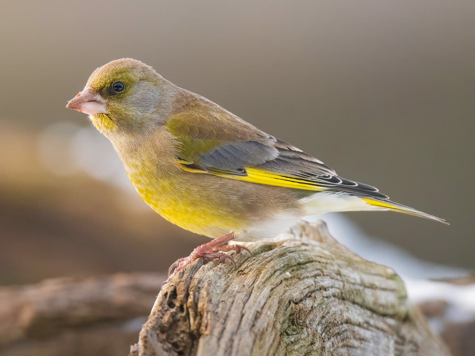 A male Greenfinch perched on an old log