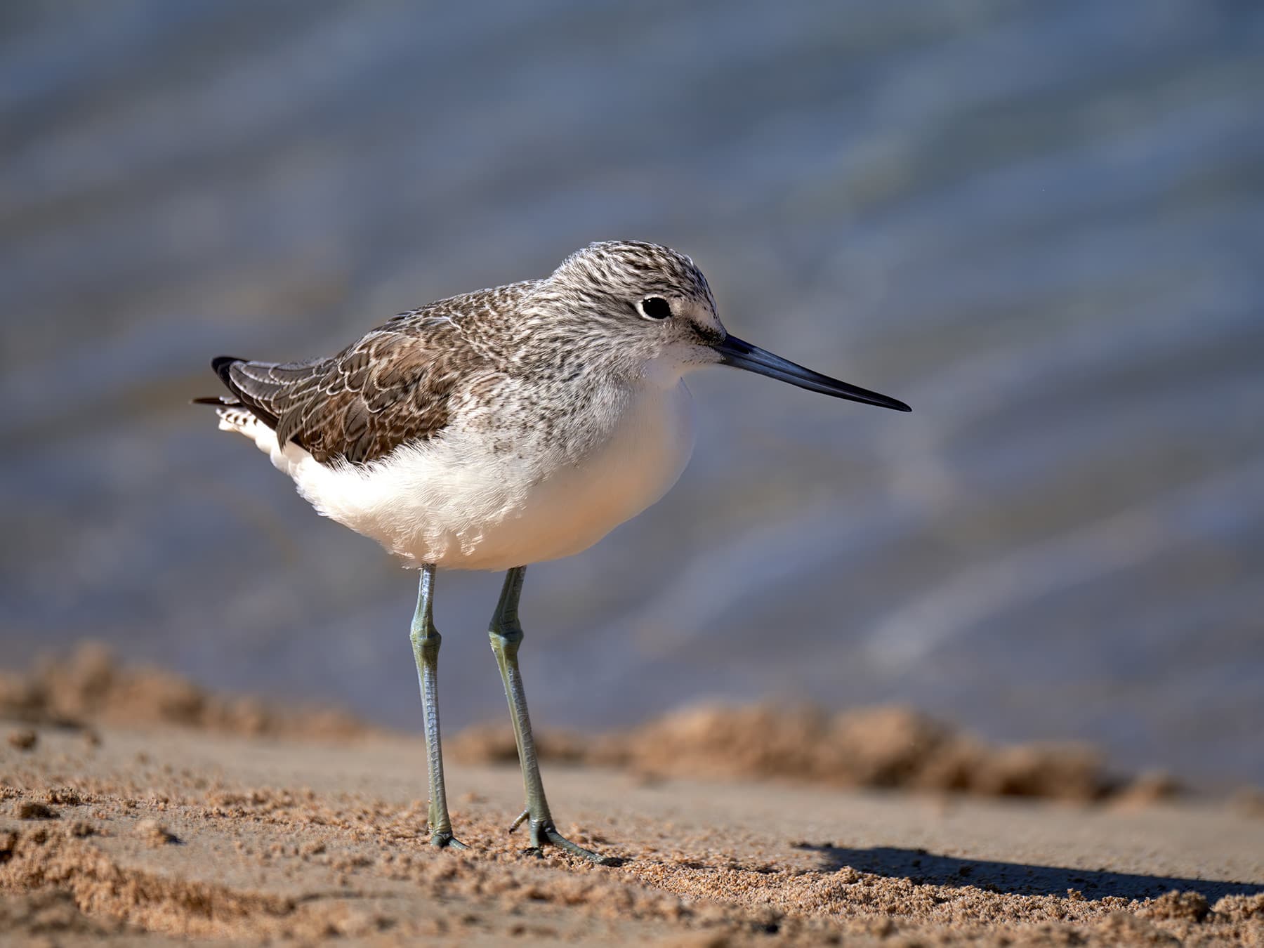Sandpipers & Snipes