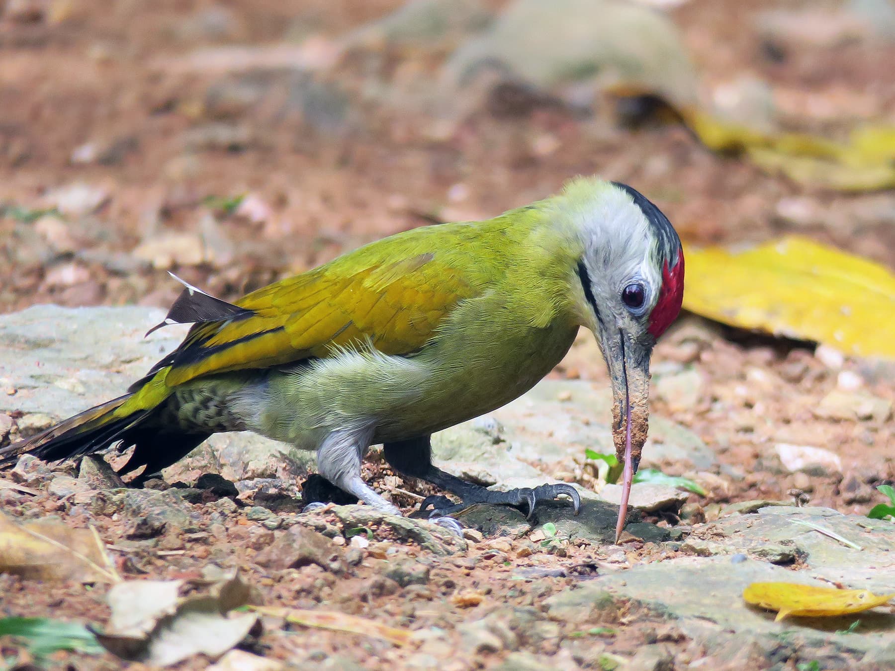 Grey headed woodpecker foraging on the ground