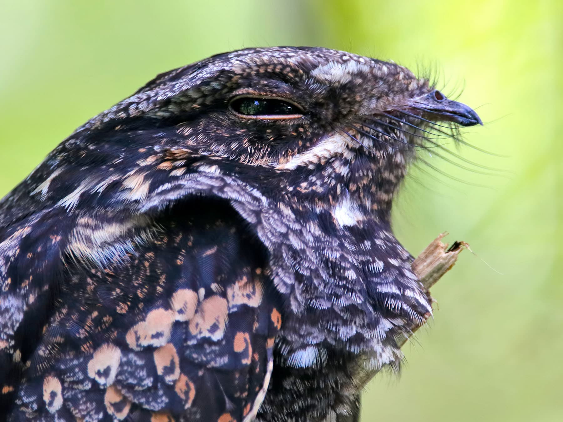 Grey nightjar portrait