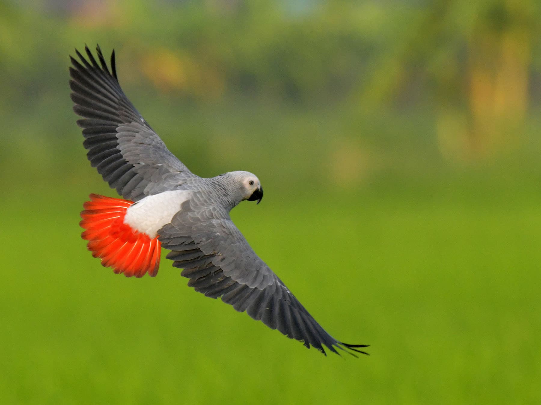 Grey Parrot in-flight