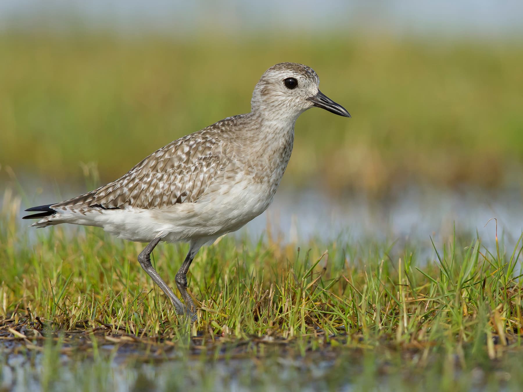 Non-breeding Grey Plover