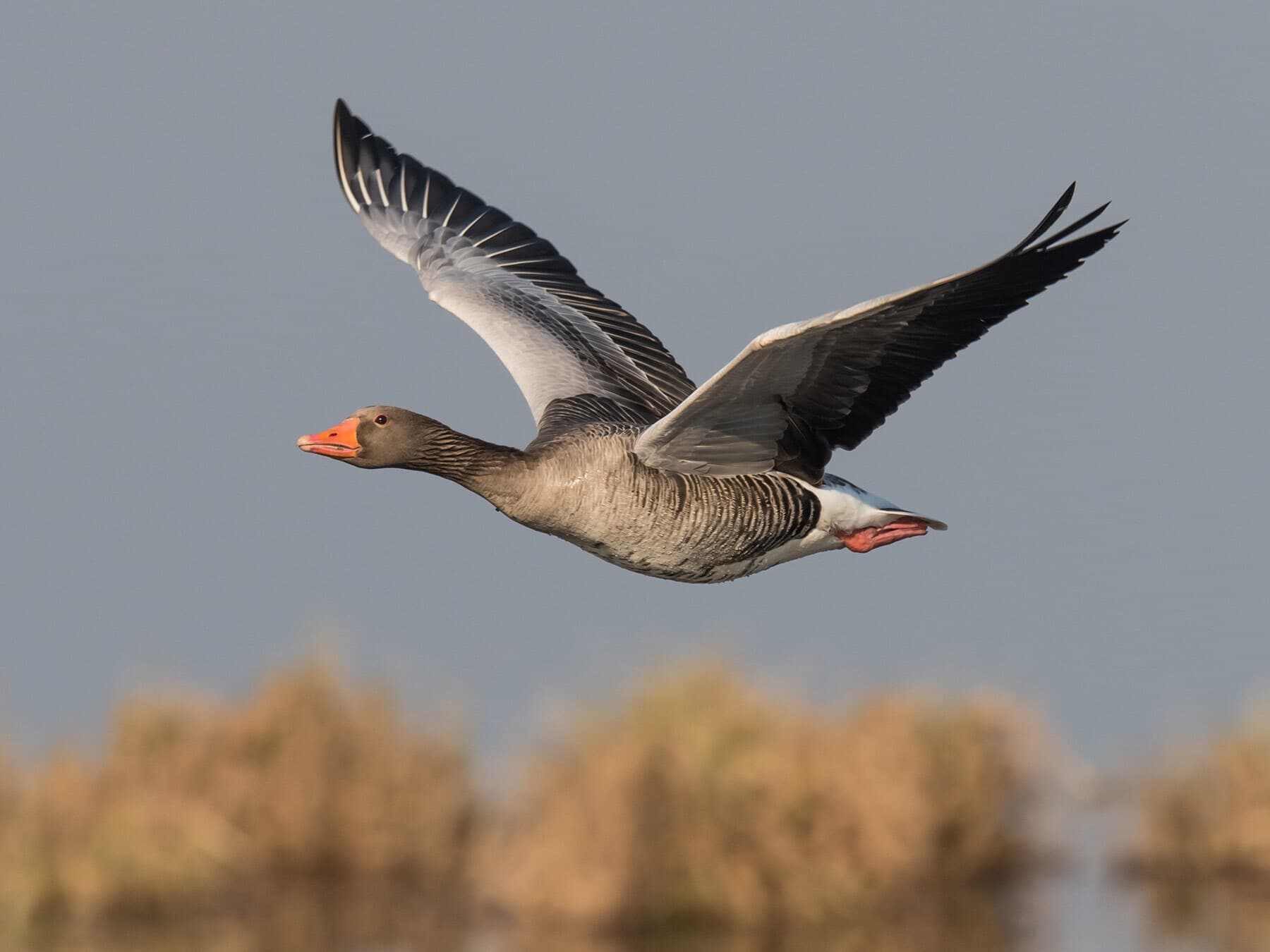Greylag goose lifespan