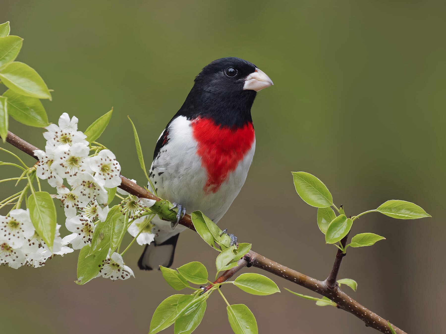 Grosbeak perched