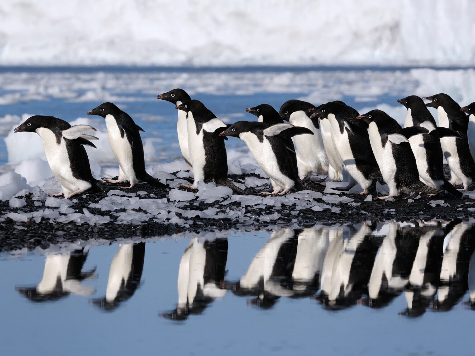 Group of adelie penguins