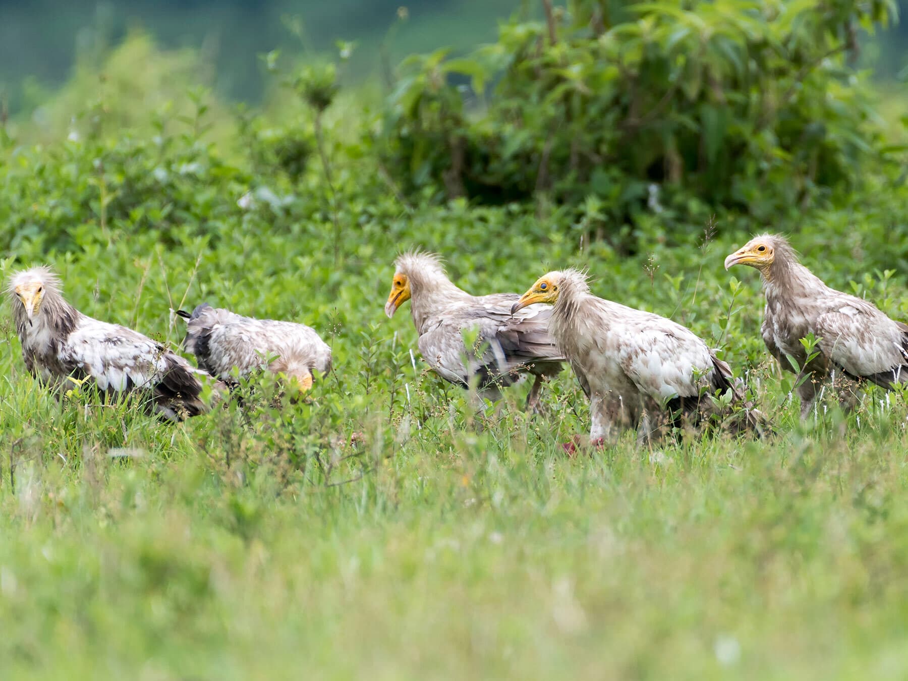 Group of egyptian vultures