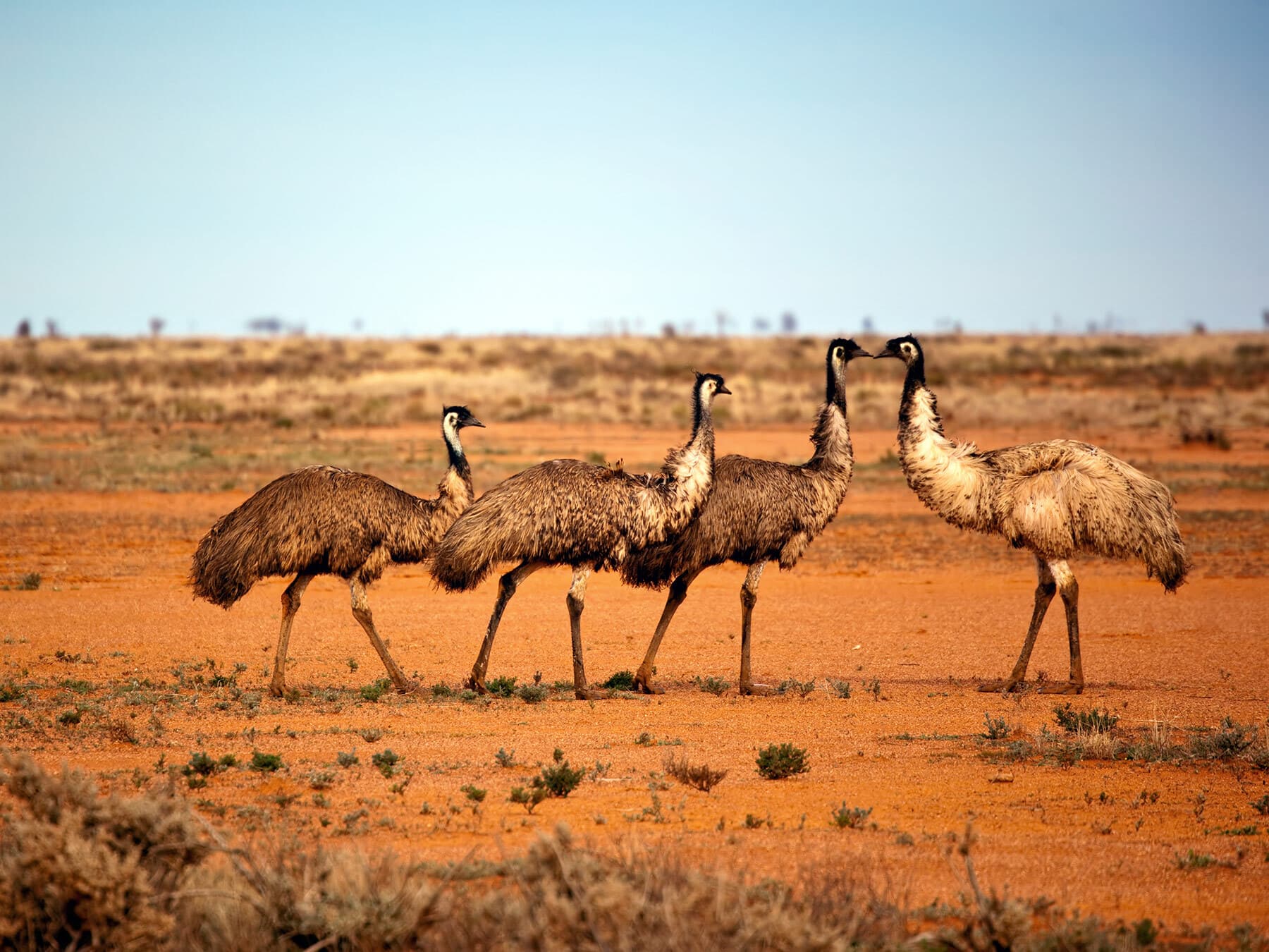 Group of emus